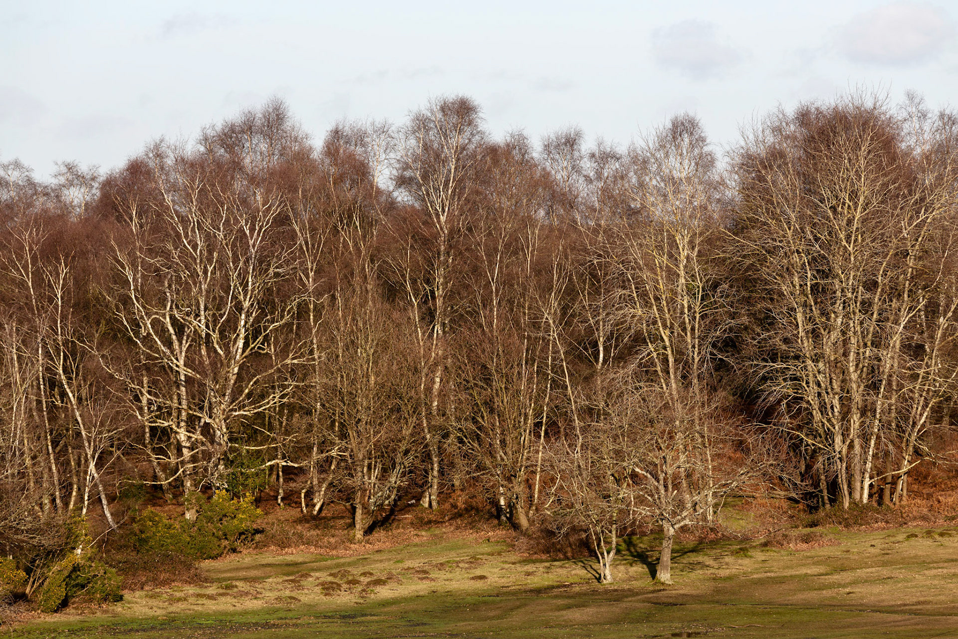Lyndhurst