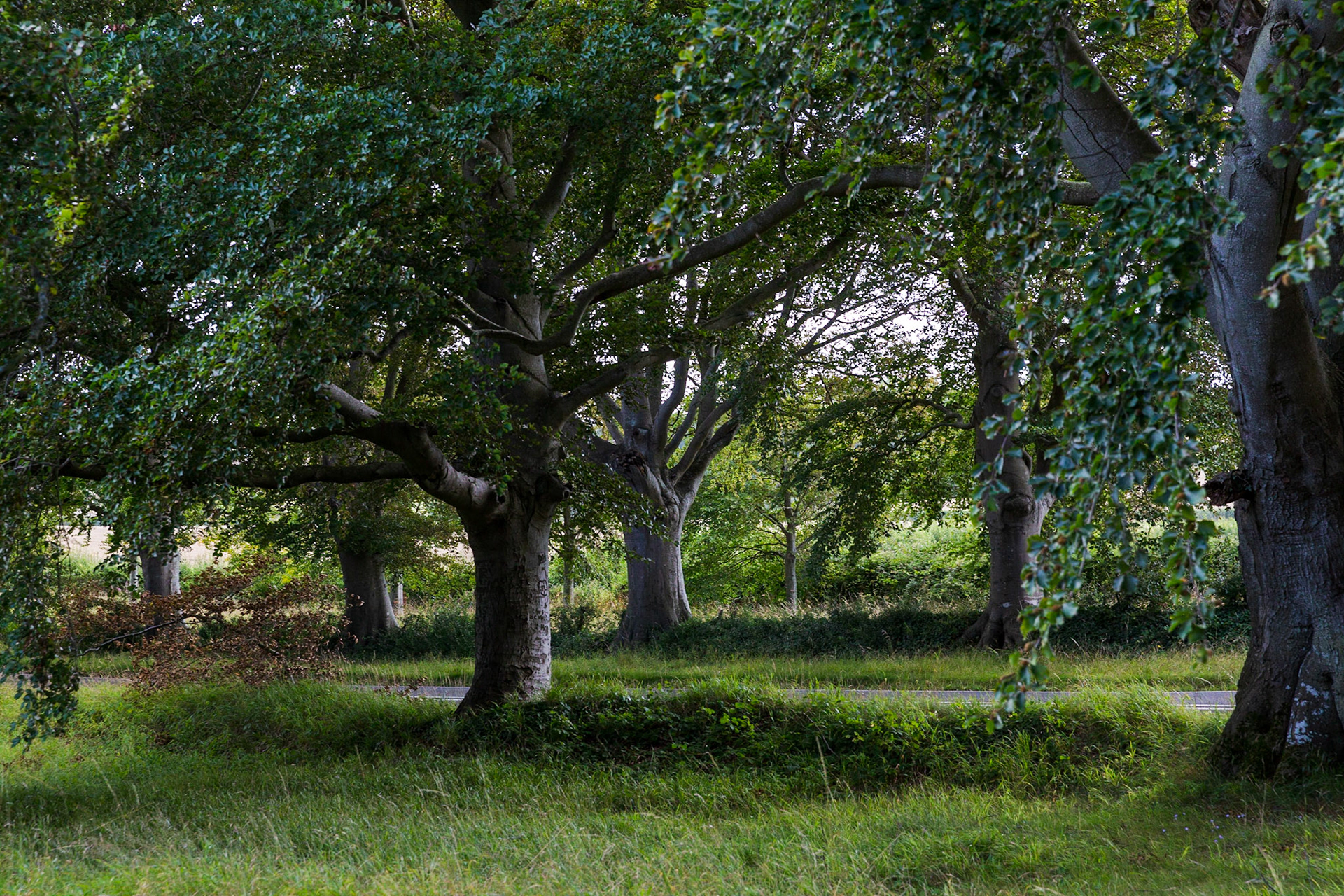 Beech Avenue