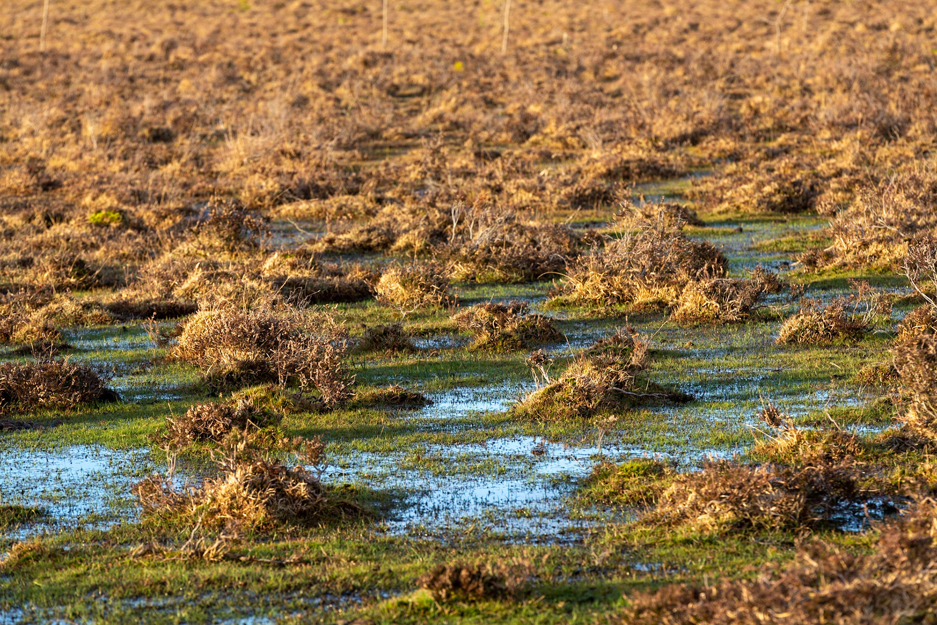 Marshland detail