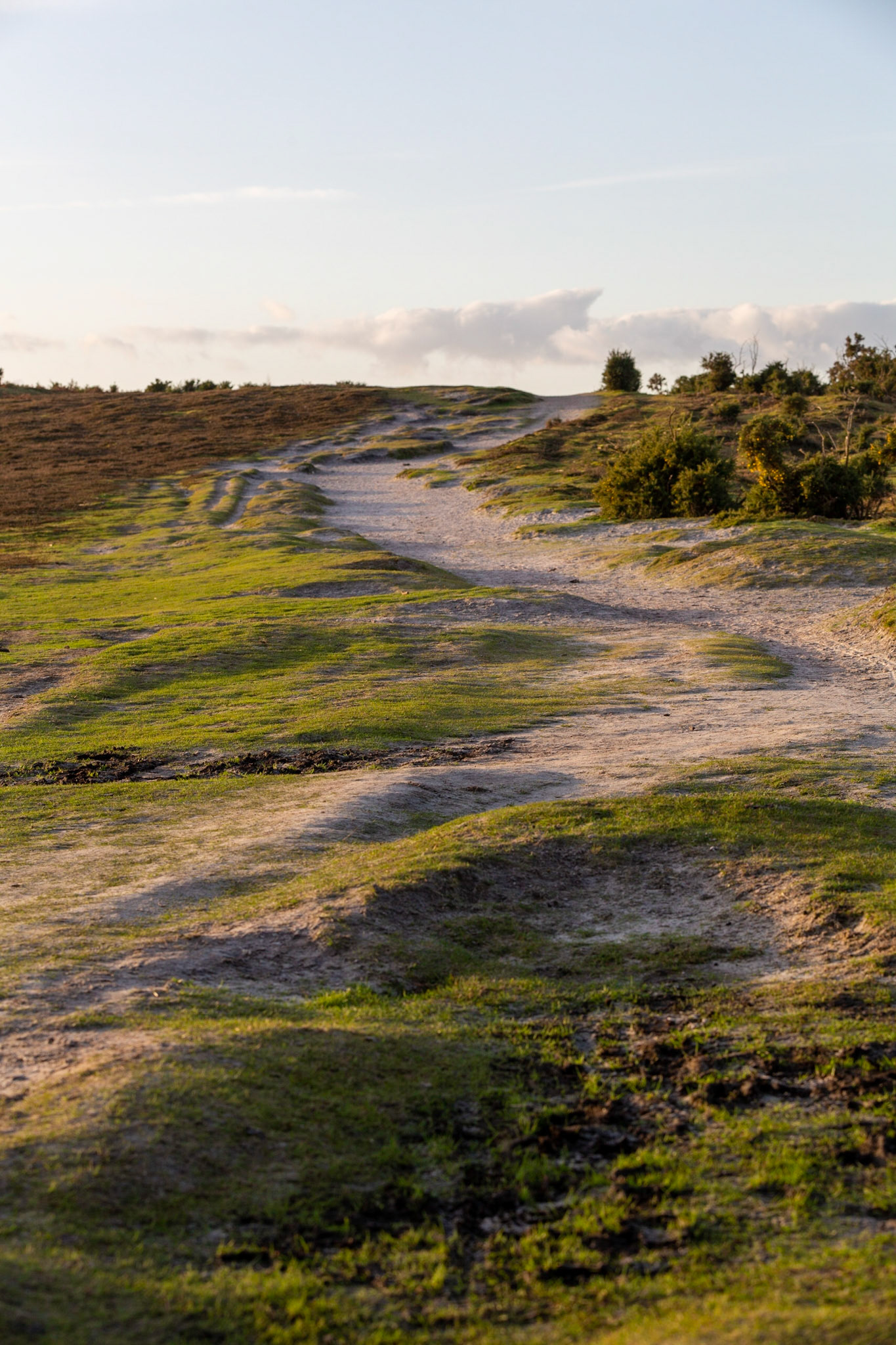 Evening light on White Moor