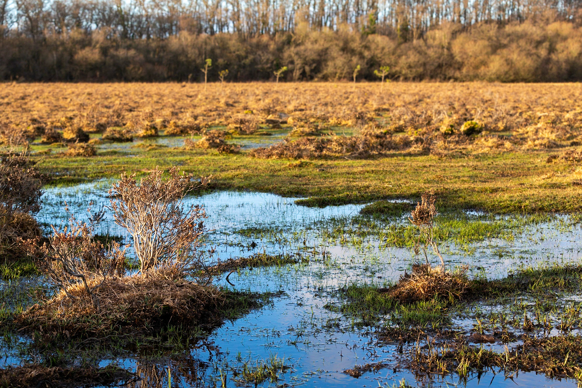 Marshland