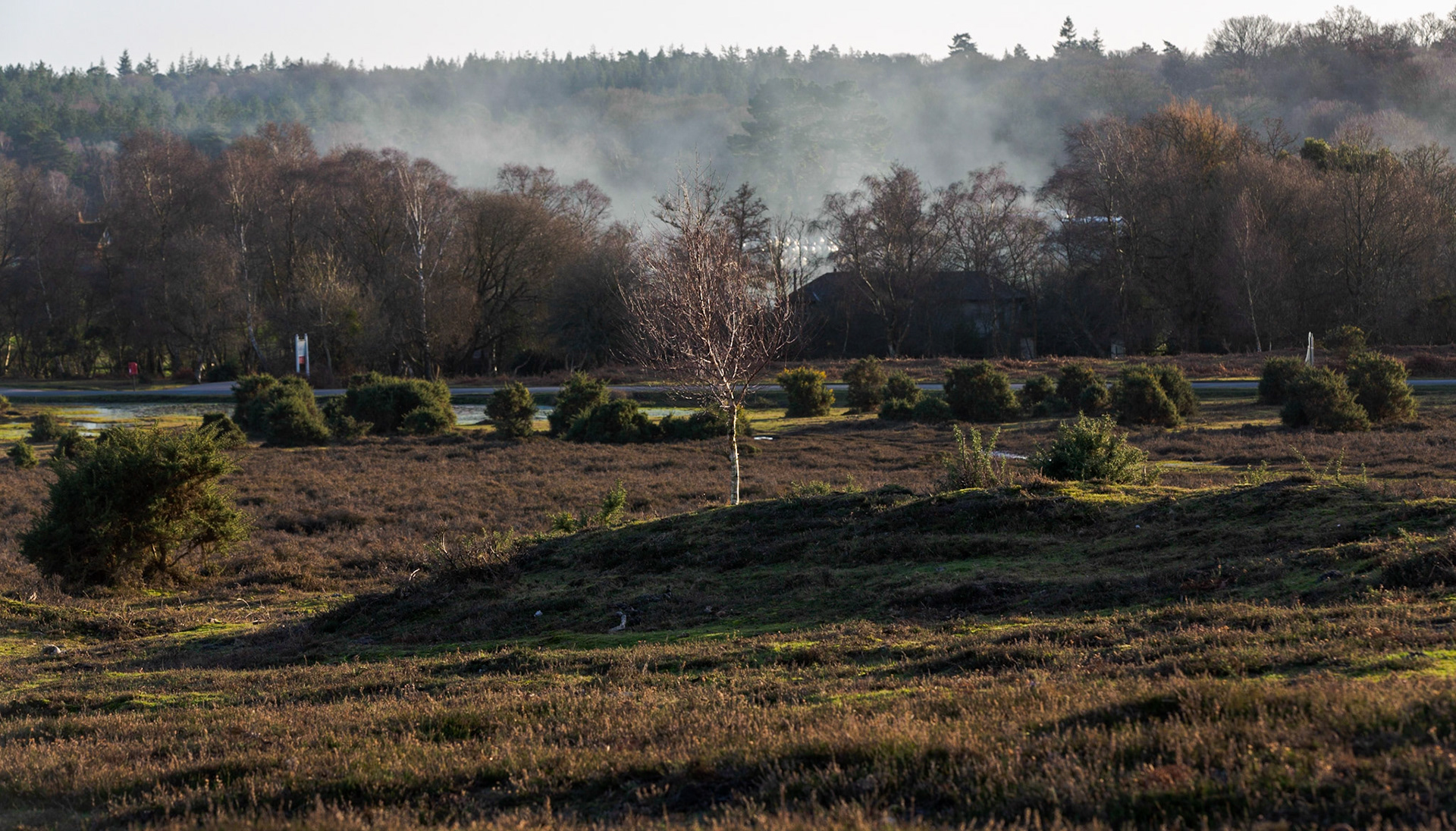 White Moor