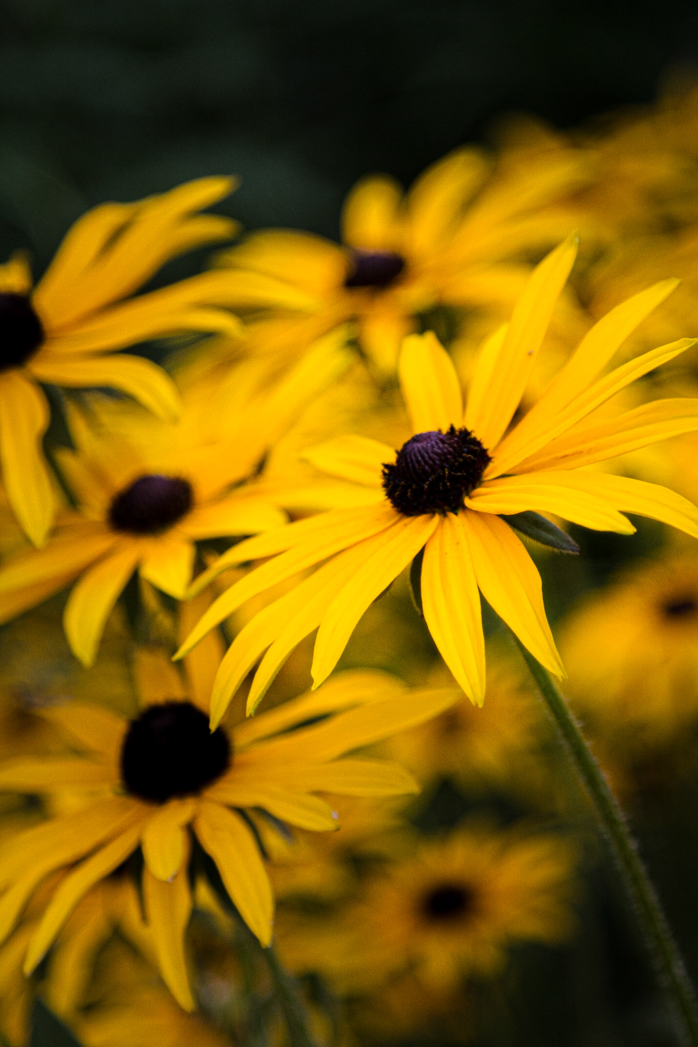Rudbeckia