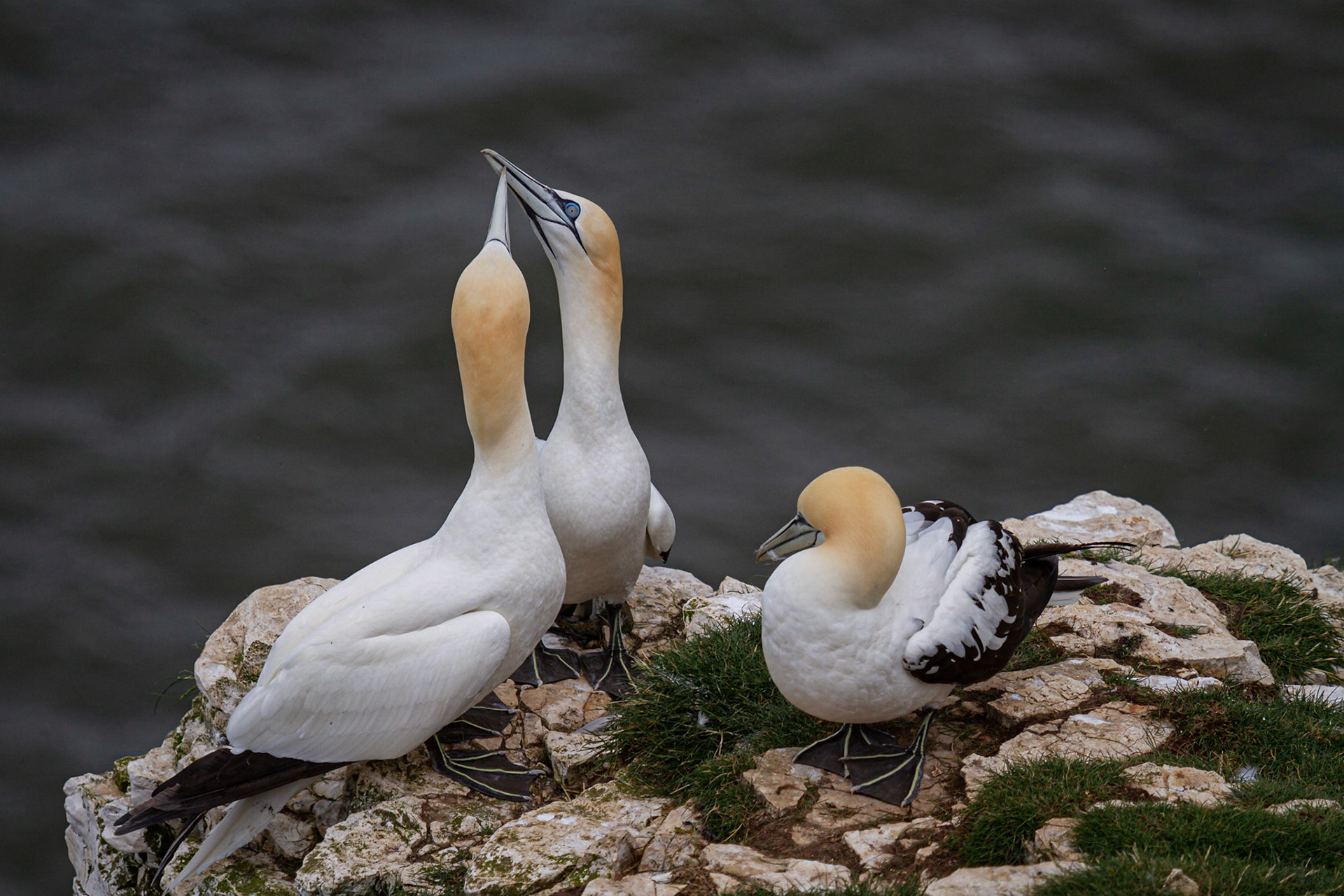 Gannets, Bempton Cliffs