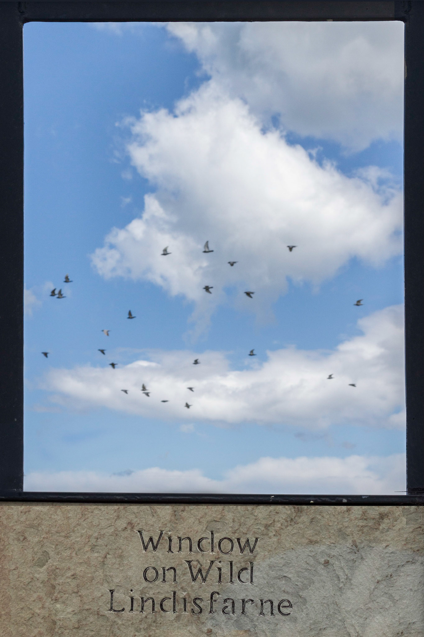 Wild Lindisfarne