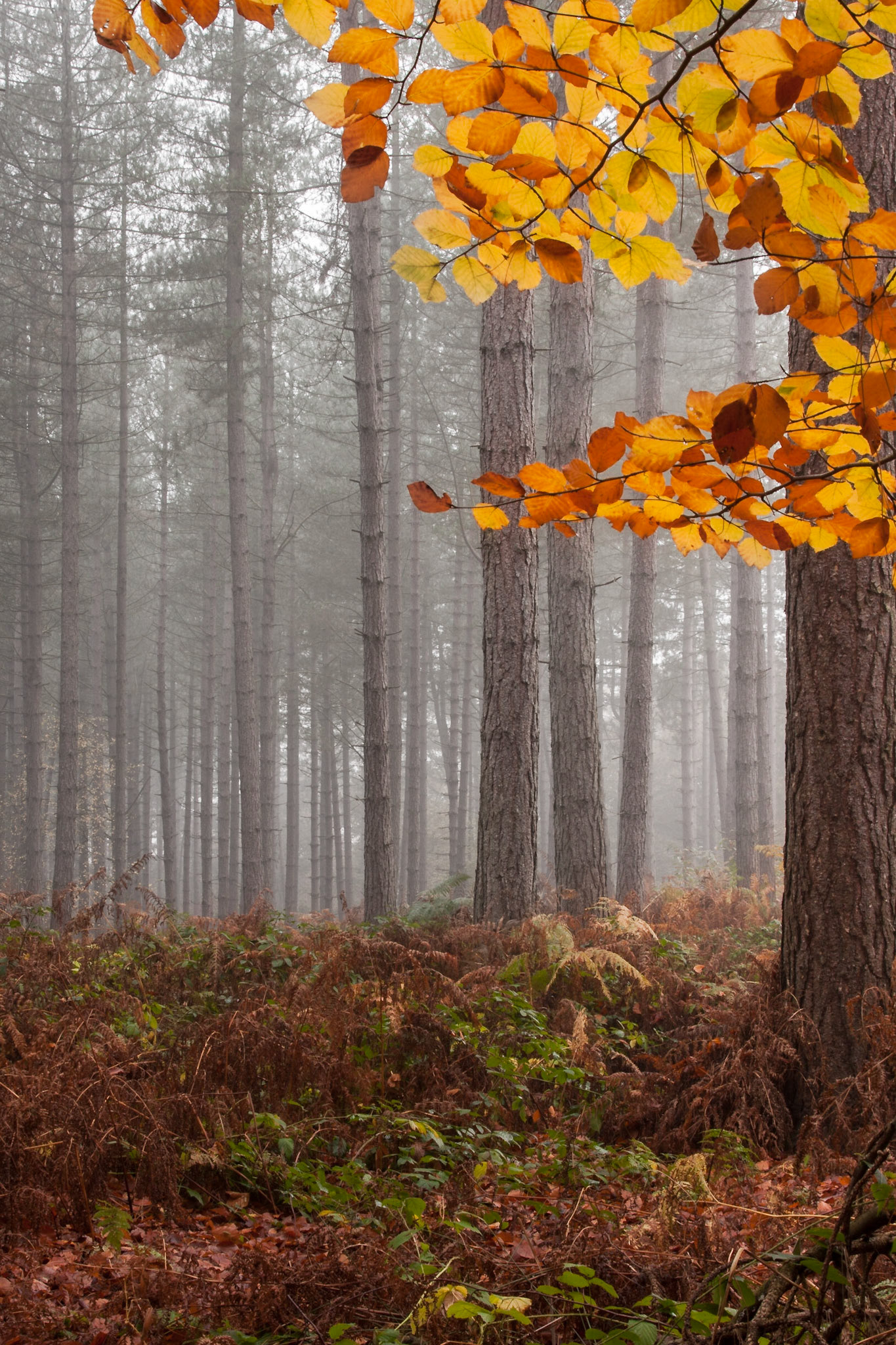 Delamere Autumn