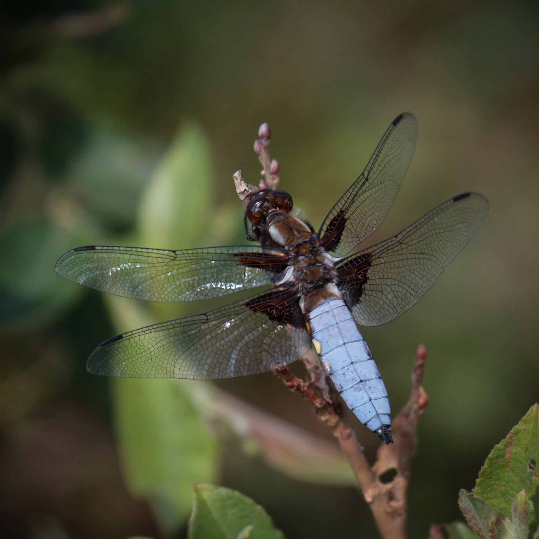 Broad Bodied Chaser