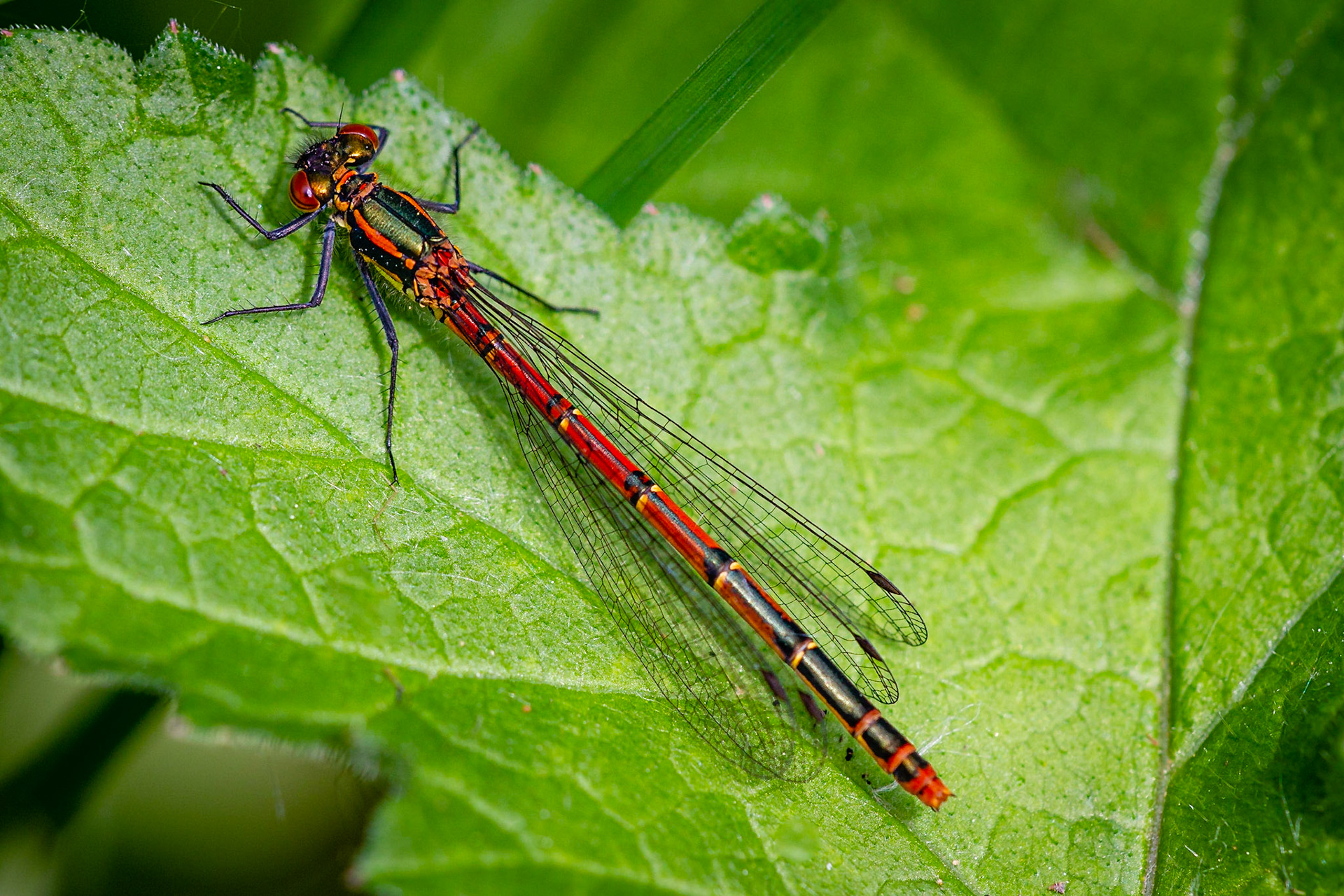 Large Red Damselfly