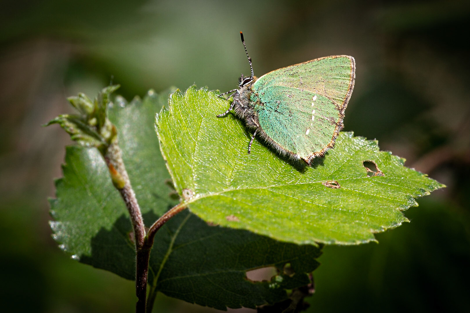 Green Hairstreak Butterfly