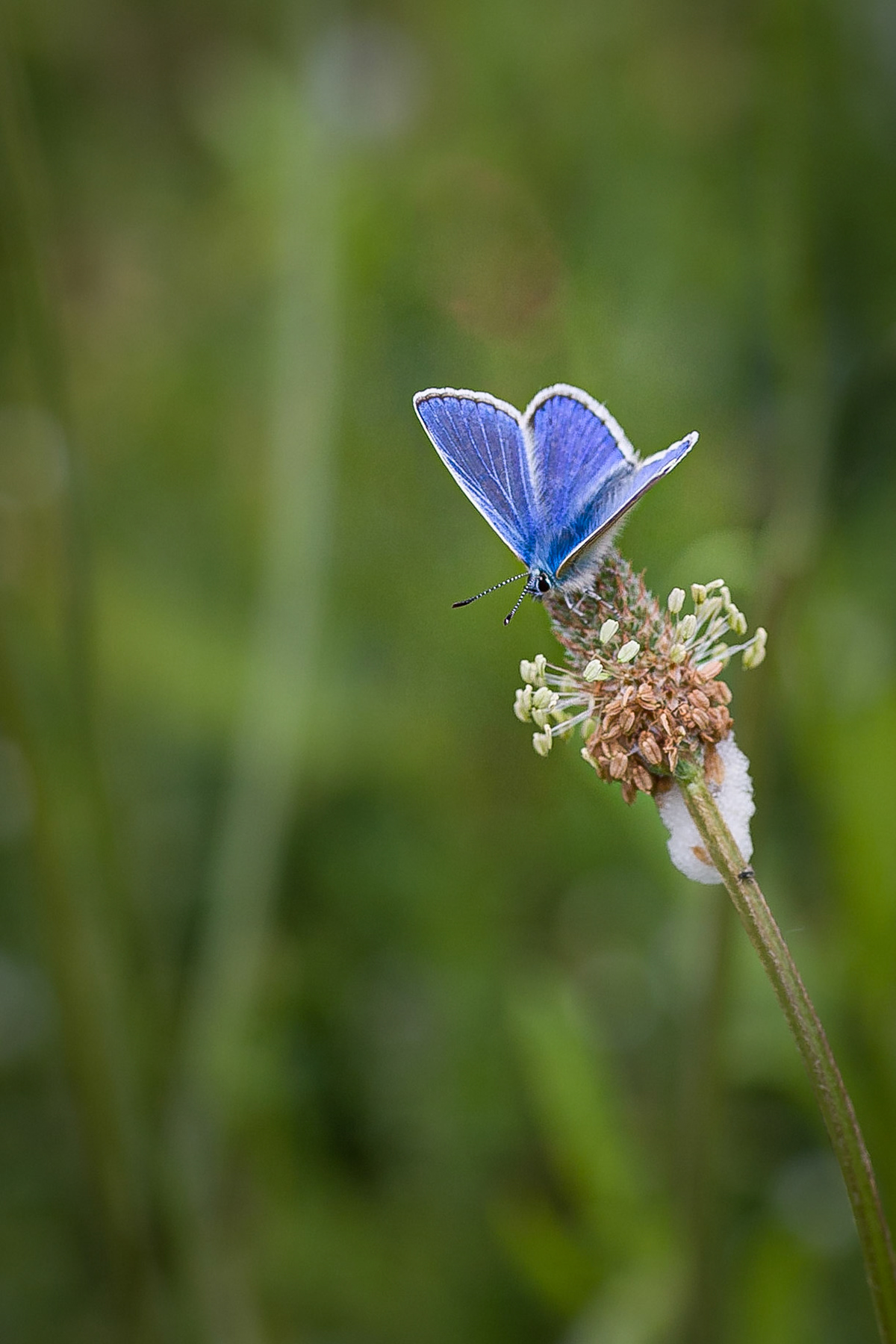 Common Blue Butterfly