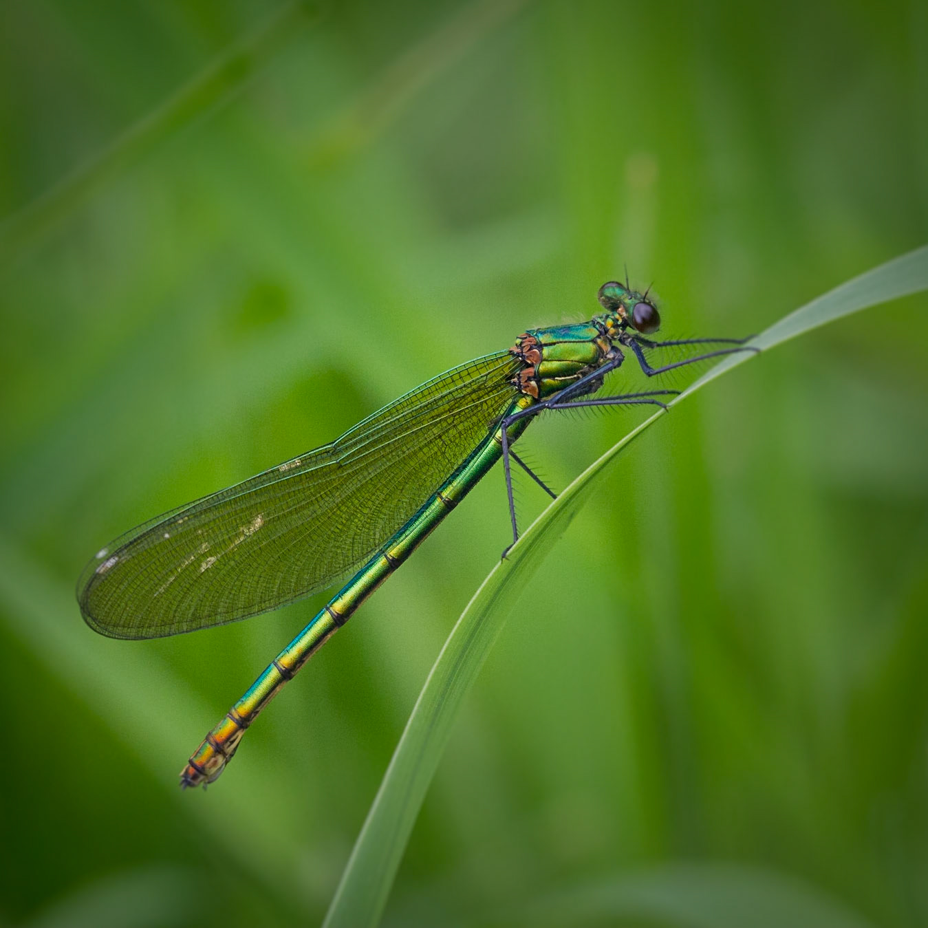 Beautiful Demoiselle
