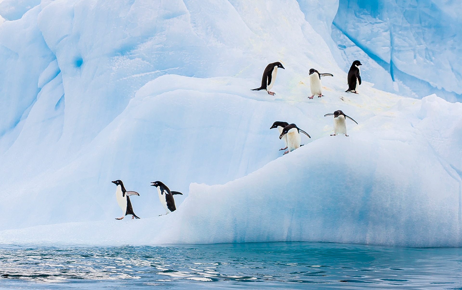 Follow the Leader
