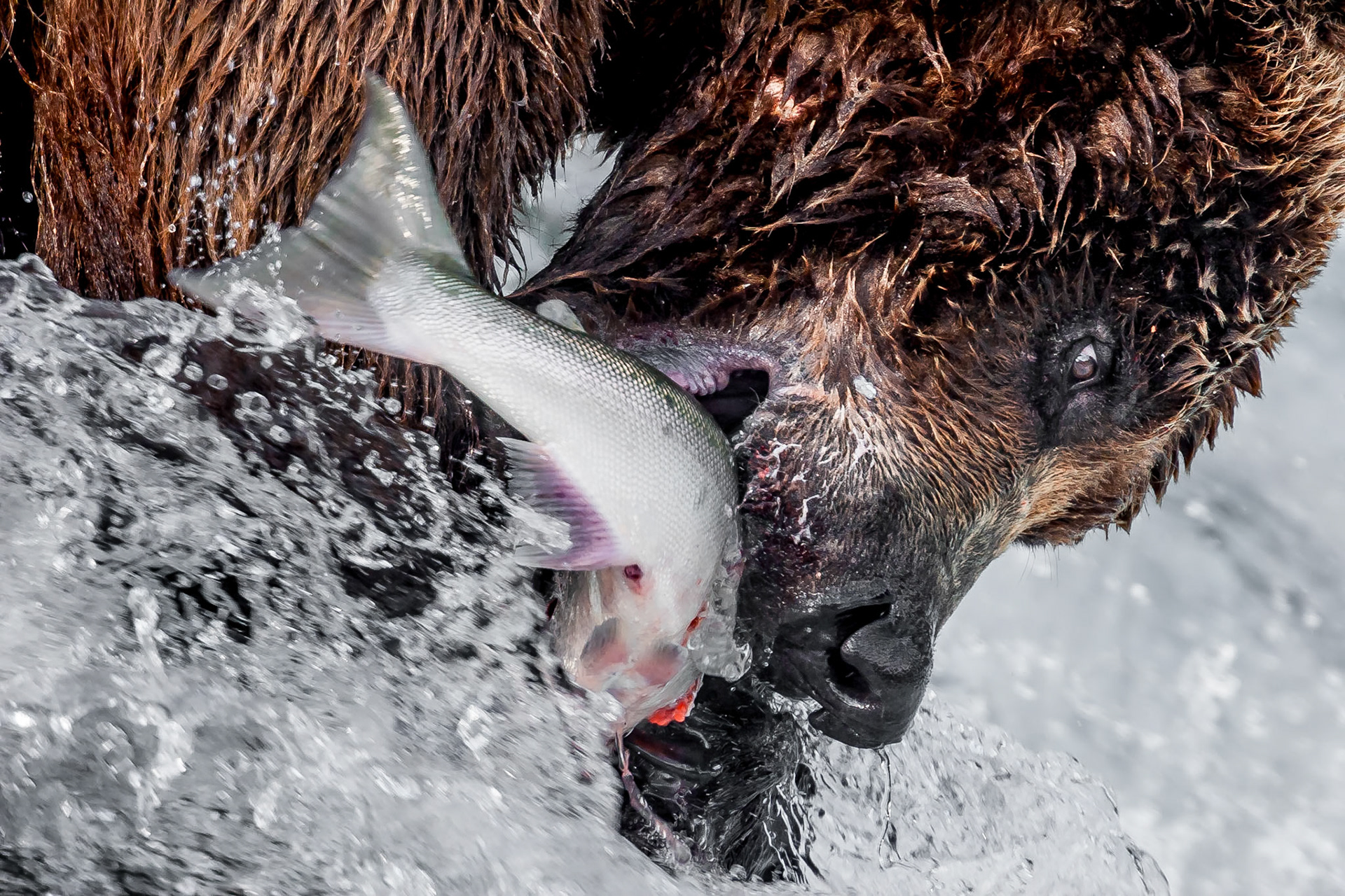 I arrived at Brooks Falls in Katmai National Park, Alaska just in time for the beginning of the salmon run. This is one of the few places in the world where brown bears co-exist with each other and humans in relative peace and safety because the quantity of food available. Mothers with cubs are still wary of the larger more aggressive males but where they would make a hasty retreat in other places, here they just keep a careful watch.This incredible location allows one to see mothers catching fish to feed to their cubs while the cubs look on attentively to see how its done, young adults on their own for the first time developing their own fishing technique highlighted by frequent failures and hours spent in the pursuit of a catch, and finally, experienced adults that walk in, catch a fish, and leave, all in the span of a couple of minutes. All of this activity can be viewed from a single location along with the requisite bald eagles, gulls and other birds which call the river their home.While I created many images, one goal was an intimate image showing the relationship between bear and fish. I chose an exposure that was slow enough to show some movement in the water and the fish but fast enough to freeze the bear as he caught his next meal.