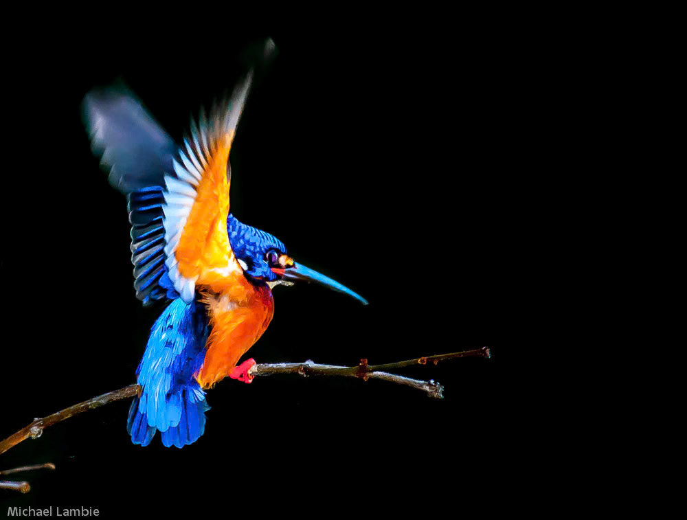 Blue Eared Kingfisher