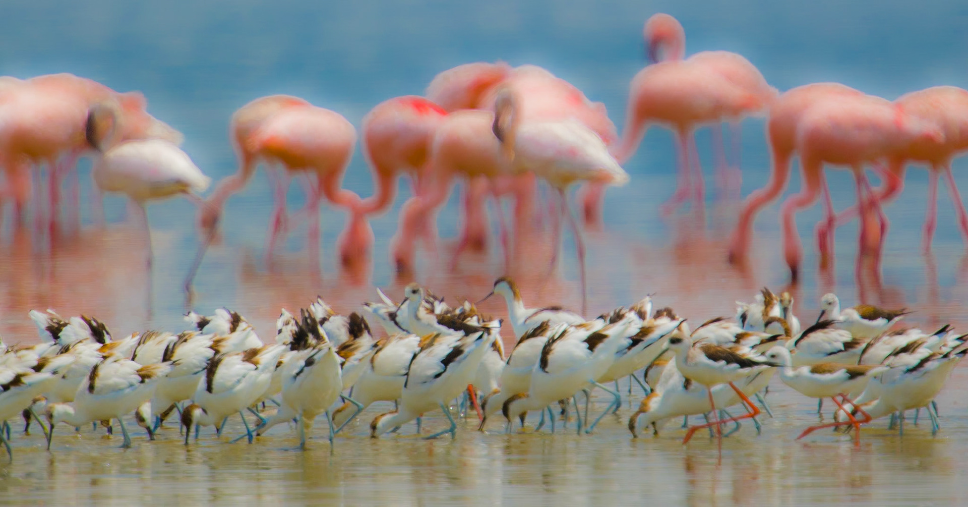 Avocets and Flamingos