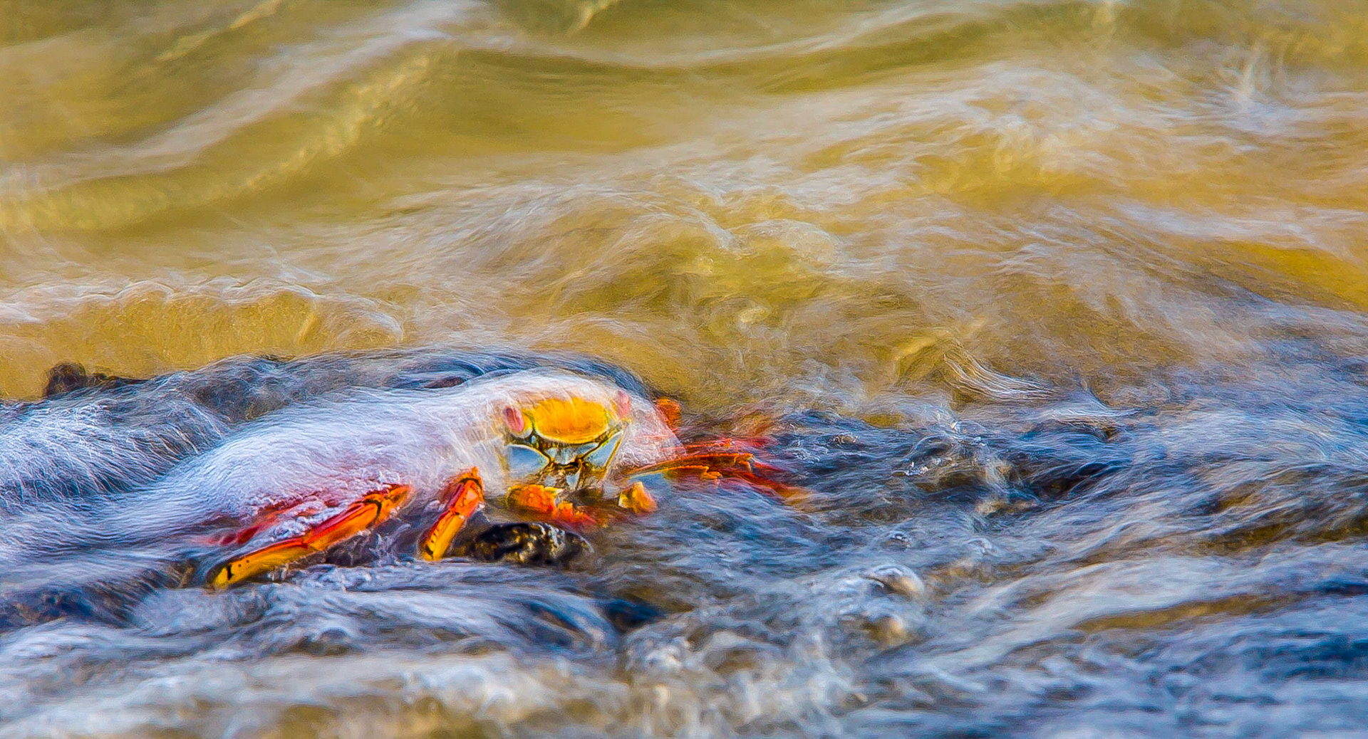 Sally Lightfoot crabs start their lives without any of the bright colour of their parents. Speckled black is the order of the day to maintain camouflage against the black rocks and stay hidden from predators. The reason is that as youngsters, their shells are relatively soft. By the time the crabs have reached maturity, their shells have become extremely hard, helping to protect them from their many predators. As adults, they display their unique and bright red, yellow and blue shells. Along with their shells, their extremely fast, agile and strong legs make theses crustaceans a difficult catch for predators.Sally Lightfoot crabs spend most of their time just above or below the surf. This one was sitting atop a rocky outcropping in the Galapagos. Each incoming wave left it unphased and firmly grounded to the rock. The image uses a slow exposure to accentuate the flow of the water coursing over the crab and rocks.Location: Galapagos, EcuadorSpecies: Sally Lightfoot Crab
