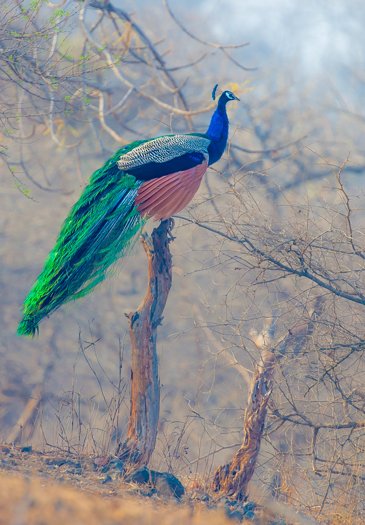 As a child, I can remember that any zoo we went too, the peacock was a pervasive wanderer. Never in acage, I just assumed it was a native to North America - I just never knew where. With those childhoodbeliefs firmly embedded in my subconscious, I found it strange to see them wandering in their true home,India. We watched these magnificent birds "strut their stuff" in each of the national parks that we visited,however the images I captured never quite seemed to do them justice.However, on our last drive through Gir National Park on our last day in India just minutes from the gates Icalled out for our driver to stop. In the distance to our left was a peacock, not on the ground where youtypically see them but perched atop a dead stump of a tree with its breeding plumage flowing behind it. Igrabbed my longest lens and added an extender, I was going to need it. Balancing the long long lens onthe side of the gypsy, I managed only a couple of images when the peacock left its perch anddisappeared into the Indian scrub.The image captures not only the peacock's incredible array of color but also the environment in which itlives and while it is certainly capable of standing out in its environment it is easy to see how it can easilyblend into it as well.