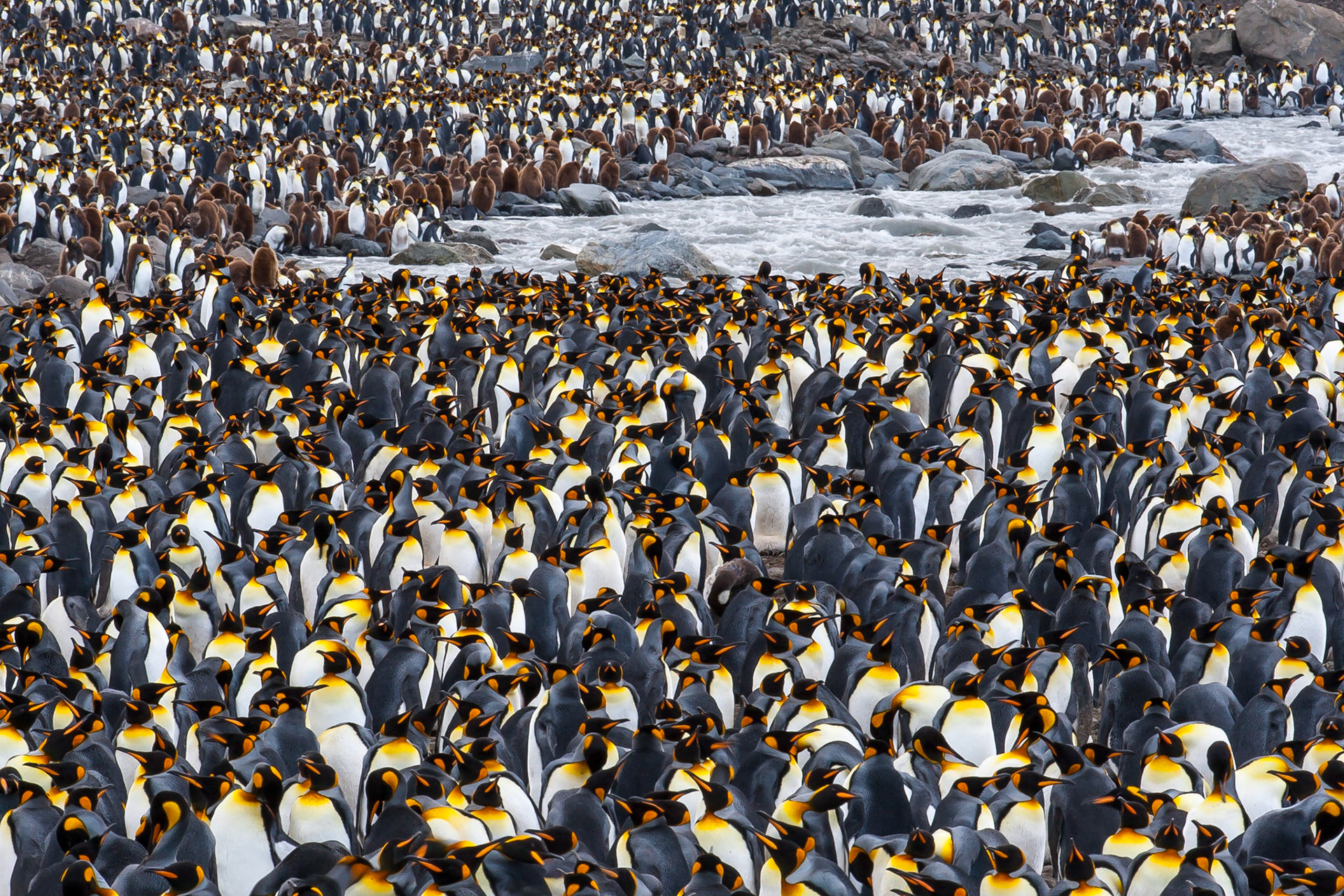 Salisbury Plain on South Georgia Island is a truly amazing place. There are approximately 100,000breeding pairs of King Penguins. For years after their initial discovery, it was believed that the darkbrown penguins were a different breed entirely from the Kings. In actual fact, these are the chicks,roughly one year old and hatched the previous year. The chicks will moult their brown features and takeon adult plumage more than a year after they are born. This image was taken in mid-January. Most ofthe adults in this image will be incubating an egg which is balanced on their feet and covered with a flapof skin to keep it warm.
