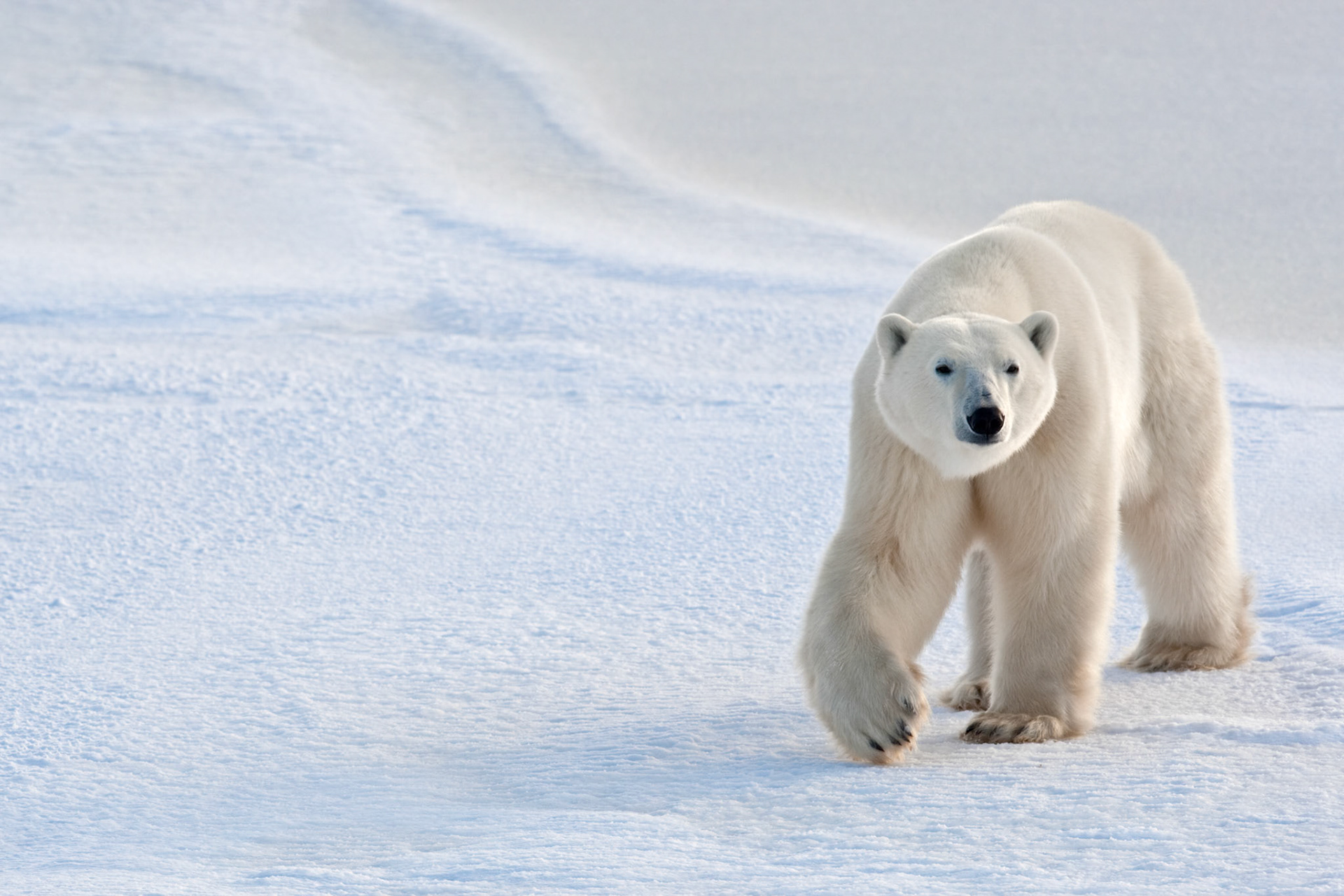 Every fall the Polar Bears of Manitoba congregate along the shores of Hudson Bay waiting for the ice tofreeze in the bay so they can break their months long fast and begin seal hunting again. This bear wastravelling toward the coast in early morning light near a frozen pond. The various textures of snow, ice,and drift lines were perfect complents to this traveller.