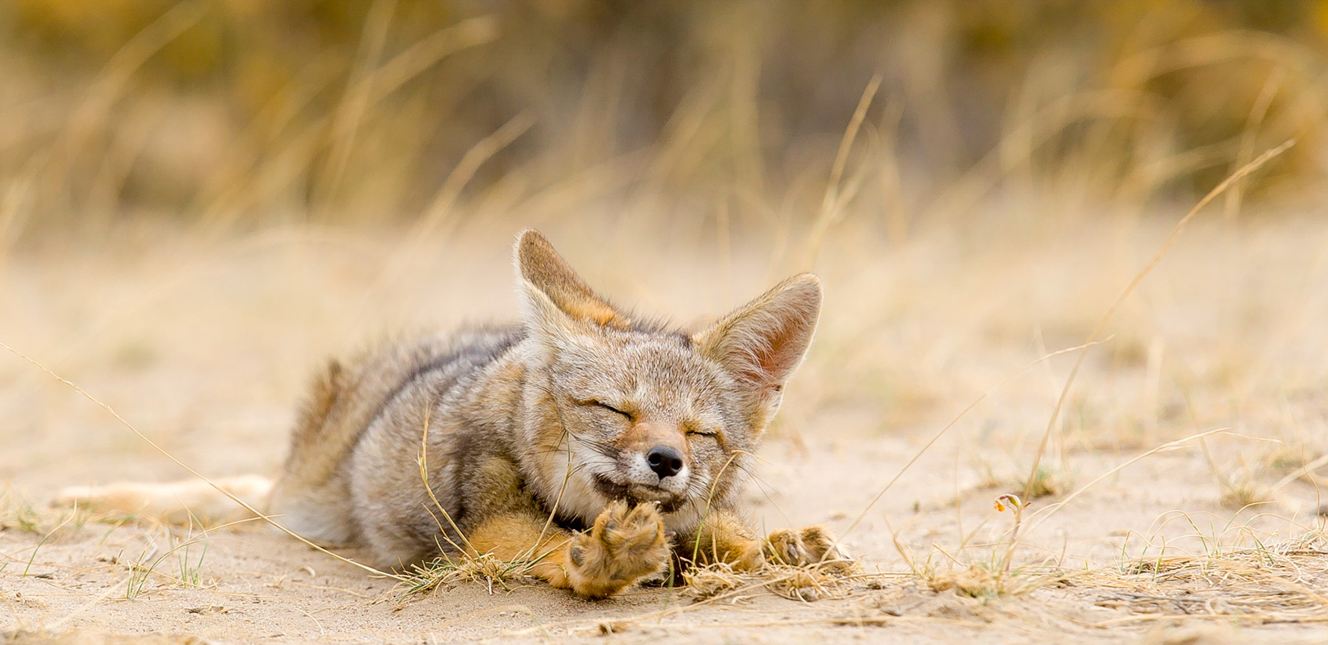 On Valdez Peninsula in Argentina, the Grey Fox patrols the low scrub looking for opportunities to capture prey. I watched this individual along with three compatriots for most of the day as they appeared and disappeared in the bush. Late in the afternoon, this individual came out of hiding for a few minutes to take in the activity on the coast. After a long relaxed stretch, he picked himself up to join his compatriots.Species: Patagonia Grey Fox