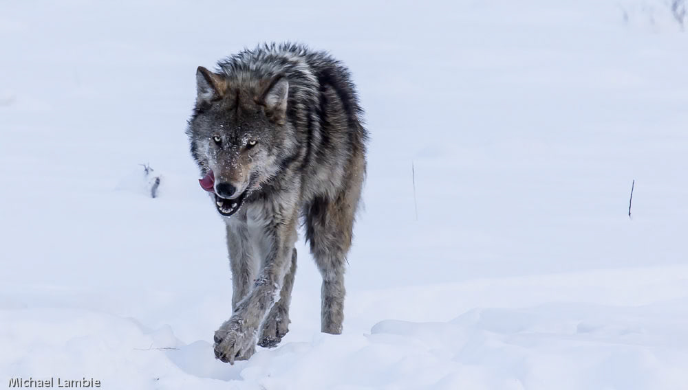 The dominant female of the Yellowstone Lamar pack heads back to the den after finishing off an elk leg on her own