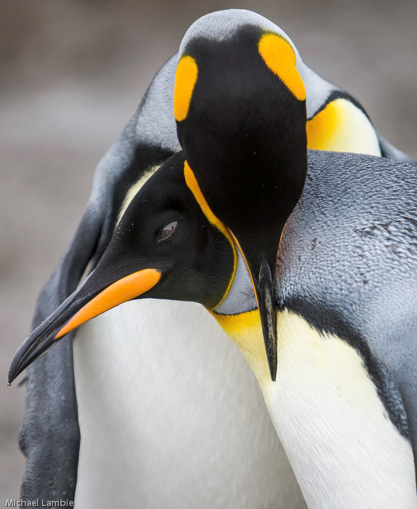 I consider myself very fortunate to have been able to visit and photograph on South Georgia island. To be able to watch wildlife which is unafraid of humans is such an unusual and welcome experience. Salisbury Plain is a very busy place for penguins between dealing with neighbors and taking care of chicks so I was lucky to capture this moment between two King penguins.   species: King penguin location: Salisbury Plain, South Georgia Island