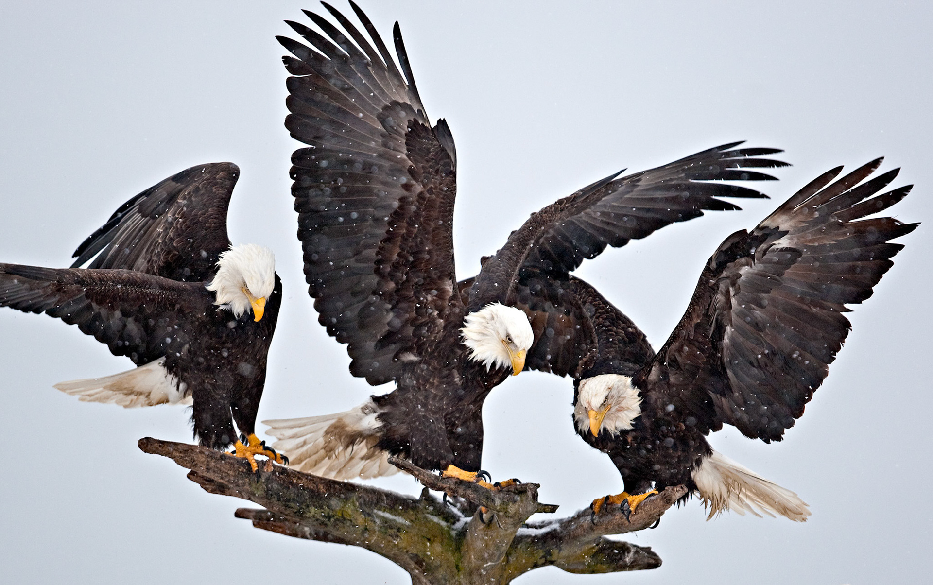 I took advantage of what I knew might be my final and only opportunity to capture images of wild Bald Eagles under remarkable conditions.  Jean King of Homer, Alaska had died, and with her death, would end the annual ritual of feeding the Bald Eagles through the winter months.After 35 years of receiving fish, and respect, in this tiny area of Alaska during the long, cold winter, the eagles had come to accept Jean King's house as a haven. Make no mistake, these are wild birds. Try to approach them more than a few meters from her property and they behave like any wild bird and depart immediately. However, within this one tiny area, you had opportunities to watch and photograph wild eagles from minimal distances.It was snowing this morning as the eagles congregated in anticipation of their morning fish handout. On occasion, their timing can be incredible and all 3 of these eagles to to land on the roost almost simultaneously. It was a rare opportunity to capture each bird with their wings spread.Species: Bald Eagles (Haliaeetus leucocephalus)Location: Kachemak Bay, Alaska, USA