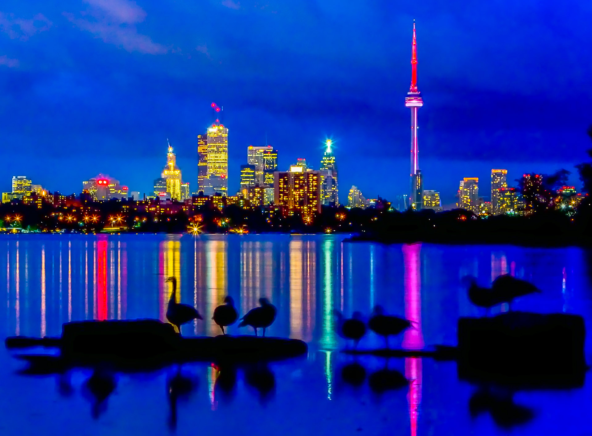 In Toronto and there is a waterfront park that actually looks back on Toronto's well known skyline. The area has extensive concrete structures built to protect the shoreline from ice in the winter. Luckily there was one break that provided a good view back on the city and Canada Geese, as part of their evening circuit, would go through this opening shortly after sunset. Occasionally they would stop at the rocks to preen. On my last visit to the city, I found this once picturesque area filled in with concrete and rubble and the birds no longer travelled through as they once did. As a result, one of the few places where wildlife and a city view could be combined is now gone.Species: Canada Goose (Branta Canadensis)Location: Toronto, Ontario, Canada
