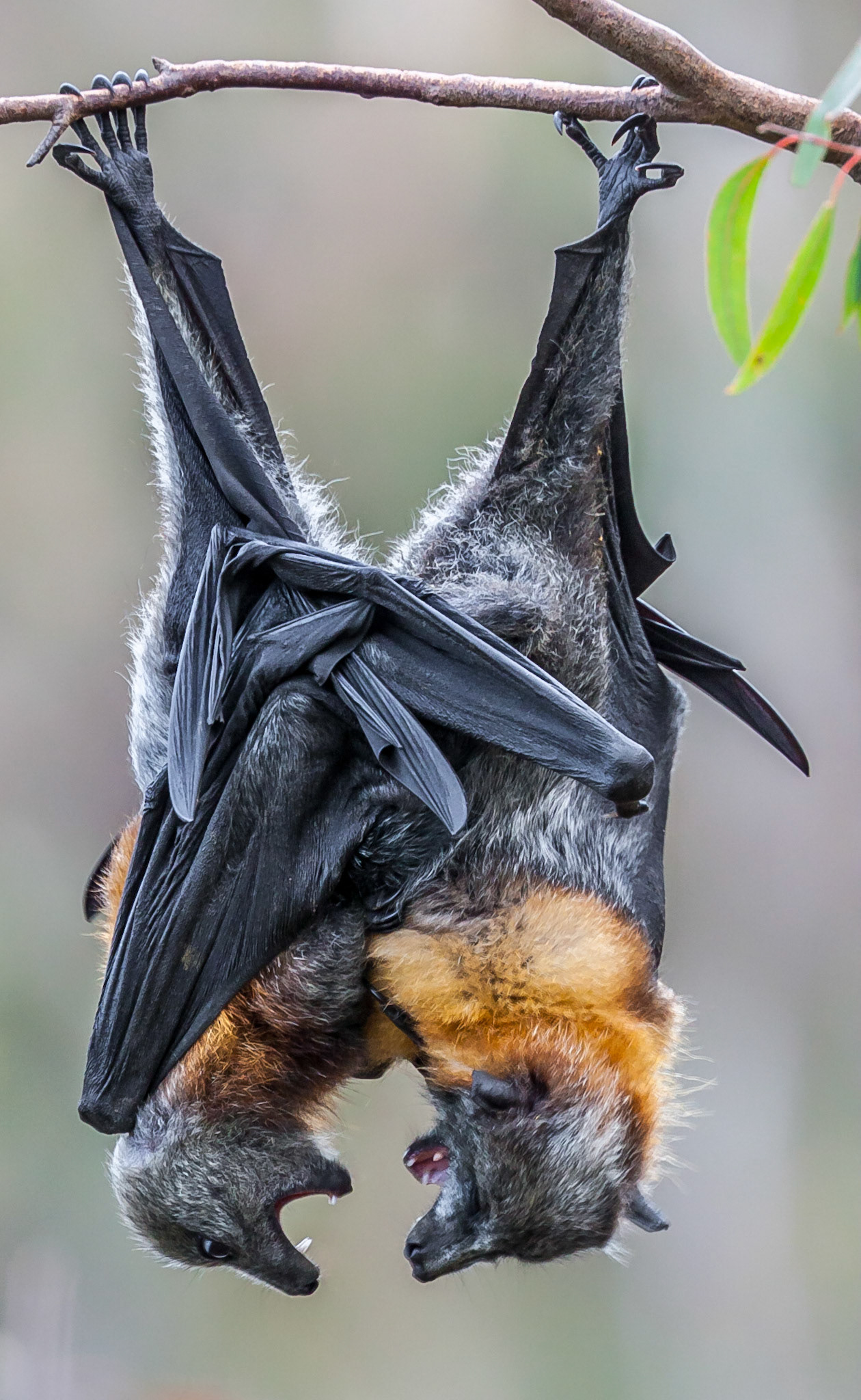 While overall bat populations are in constant decline, colonies of Flying Fox, Australia's largest bats, can be found if you know where to look. One location is Yarra Bend Park outside of Melbourne. The bats diet consists of a variety of fruits so the colony's size changes constantly over the year depending on where ripe fruit can be found. The Yarra Bend population ranges is from 5,000 up to 20,000 individuals during the breeding season and when there is food to be found locally. It is an incredible sight to watch a large colony of flying fox, with wing spans up to one meter, depart at dusk in search of their night's meal.A little over a decade ago this entire colony was located at the Royal Botanical Gardens in Melbourne. When the society running the gardens decided that the bats had to be forced out, it set up a confrontation between environmentalists and the society. The fallout from this process clearly shows that there is no shortage of fear and complete ignorance of the bats' important position in the ecosystem with some Australians writing that all the bats should simply be wiped out.Within a colony as large as Yarra Bend, there is always competition for the best day time roosting sites. I watch for an hour as these two males vied for a favourite spot to hang out.Species: Grey-Headed Flying Fox (Pteropus poliocephalus)Location: Yarra Bend Park, Melbourne, Victoria, AustraliaIUCN Red List status: vulnerable