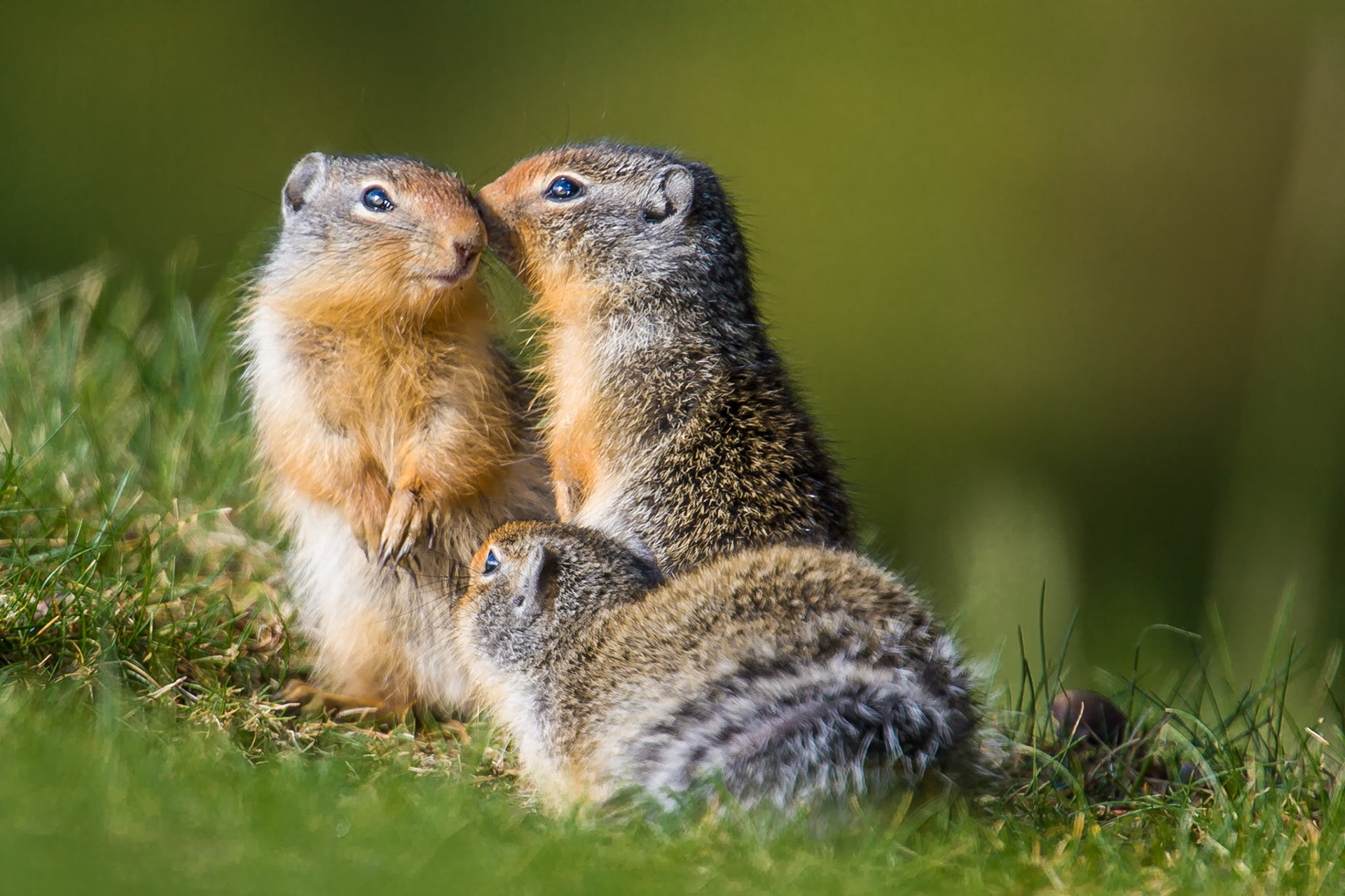 upon requestspecies: Columbia Ground Squirrel