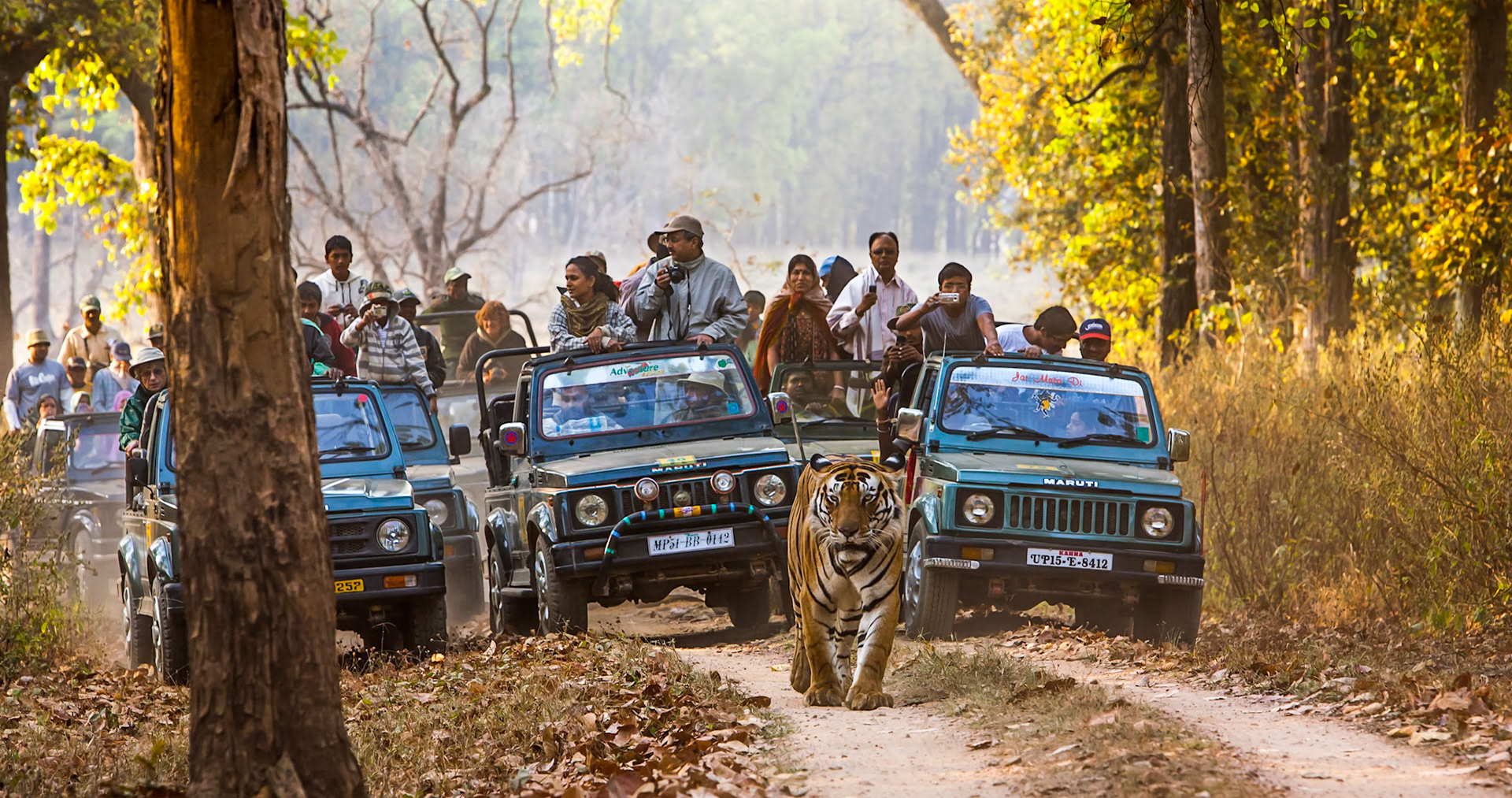Tigers face many challenges with rapidly diminishing numbers as a result of loss of habitat, poaching, and accidents with vehicles within the park system itself. When we travelled to India, yes, we wanted to see the tigers but we also wanted to see other species such as the Indian elephant, rhinoceros, barasingha, and dhole (wild dog). What surprised us was the single minded obsession with seeing tigers that we experienced in the parks. When we stopped to watch a group of three Dhole in Kanha National Park, a far rarer sighting in our experience, we were actually berated by people in another vehicle because we weren't looking for tiger.  The result, is that even in the few protected areas available to tiger, they are now being "hunted" relentlessly and pressured in the few areas left to them. In this image, we were extremely lucky. Our guide knew the tiger and knew that there was a good chance that he would travel up this road. This allowed us to get well in front of the cat and to capture this image. He said that, had the group behind stayed a respectful distance from the cat, it was possible that he would stay on the road for several kilometers. Our guide had seen it happen. As it was, the pressure from the people and vehicles behind (note the back-turned ears), forced this tiger to leave the road just seconds after this image was taken.Species: Bengal Tiger (Panthera Tigris Tigris)Location: Kanha National Park, Madhya Predesh, IndiaAdditional equipment: beanbag