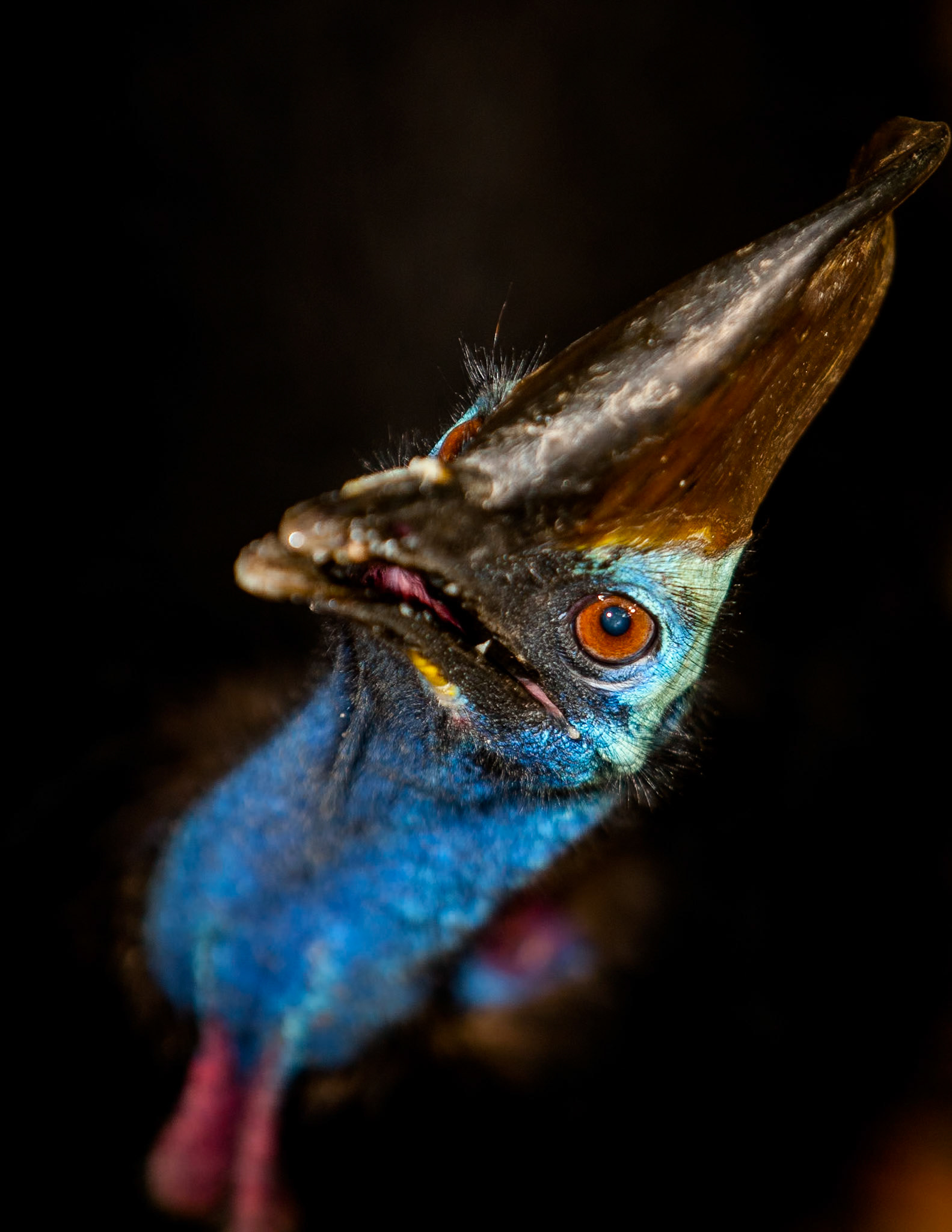 Worlds Most Dangerous Bird