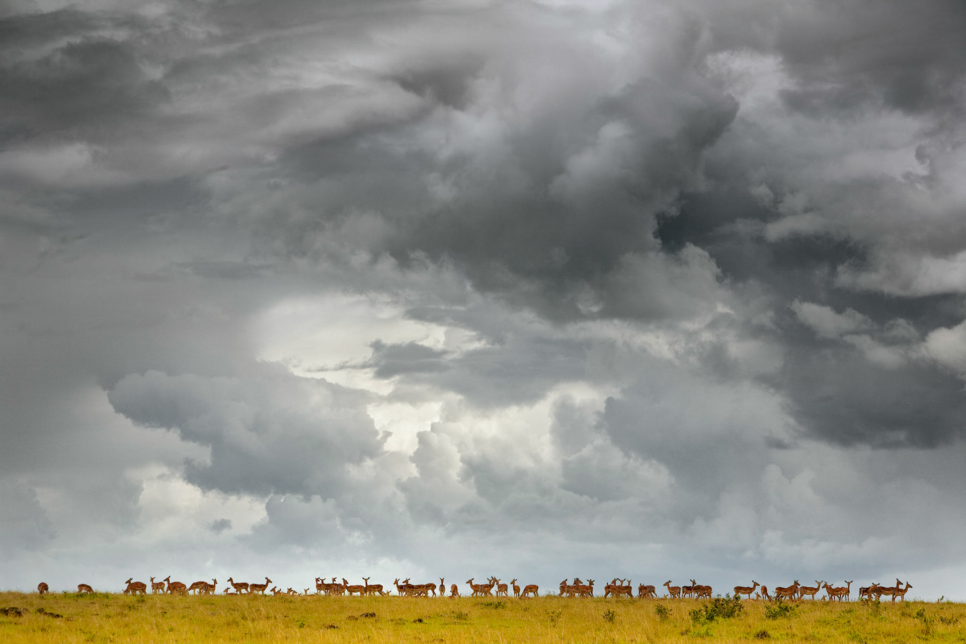 After a full day of watching cheetah and other wildlife on the plains of the Maasai Mara, we were returning to camp with the sun low in the western sky. Travelling north, a herd of impala appeared at the top of a hill with heavy clouds as a back drop. While the Impala appeared relaxed, it was very unusual to see so many of them with their heads up.The scene summed up the East African plains in November, where towering clouds build up through the day frequently leading to afternoon or early evening rains.Species: Impala (Aepyceros melampus) Location: Maasai Mara, KenyaOther equipment: beanbag