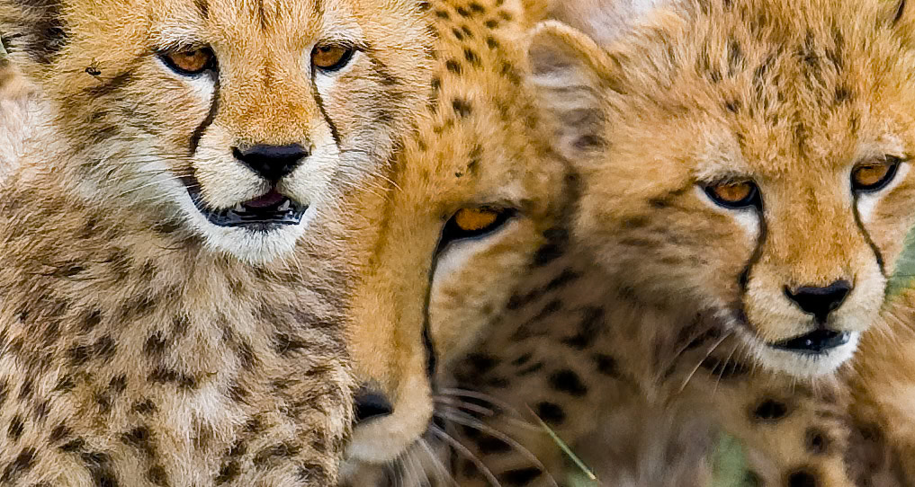 Before the Hunt