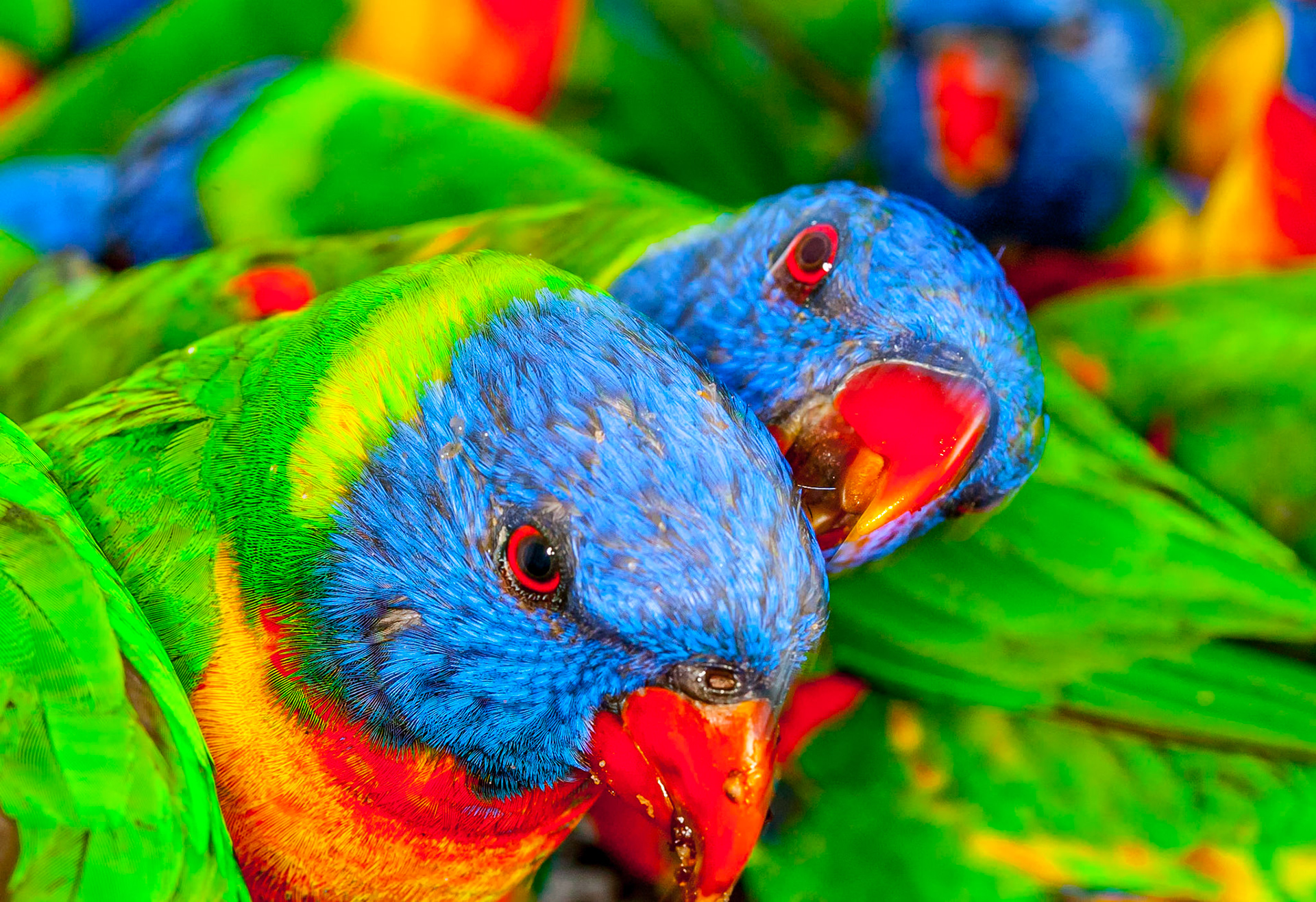 The Rainbow Lorikeet is brash, colourful, confident, loud and unafraid of humans. I successfully captured this image of a small flock of lorikeets feeding as a group in a park. The image features a young lorikeet attempting to convince its parent that it still deserved a hand out. The parent, however, wanted no part of this arrangement.Species: Rainbow LorikeetLocation: Magnetic Island, Queensland, AustraliaFlash: Canon MR-14EX II Macro Ring Lite