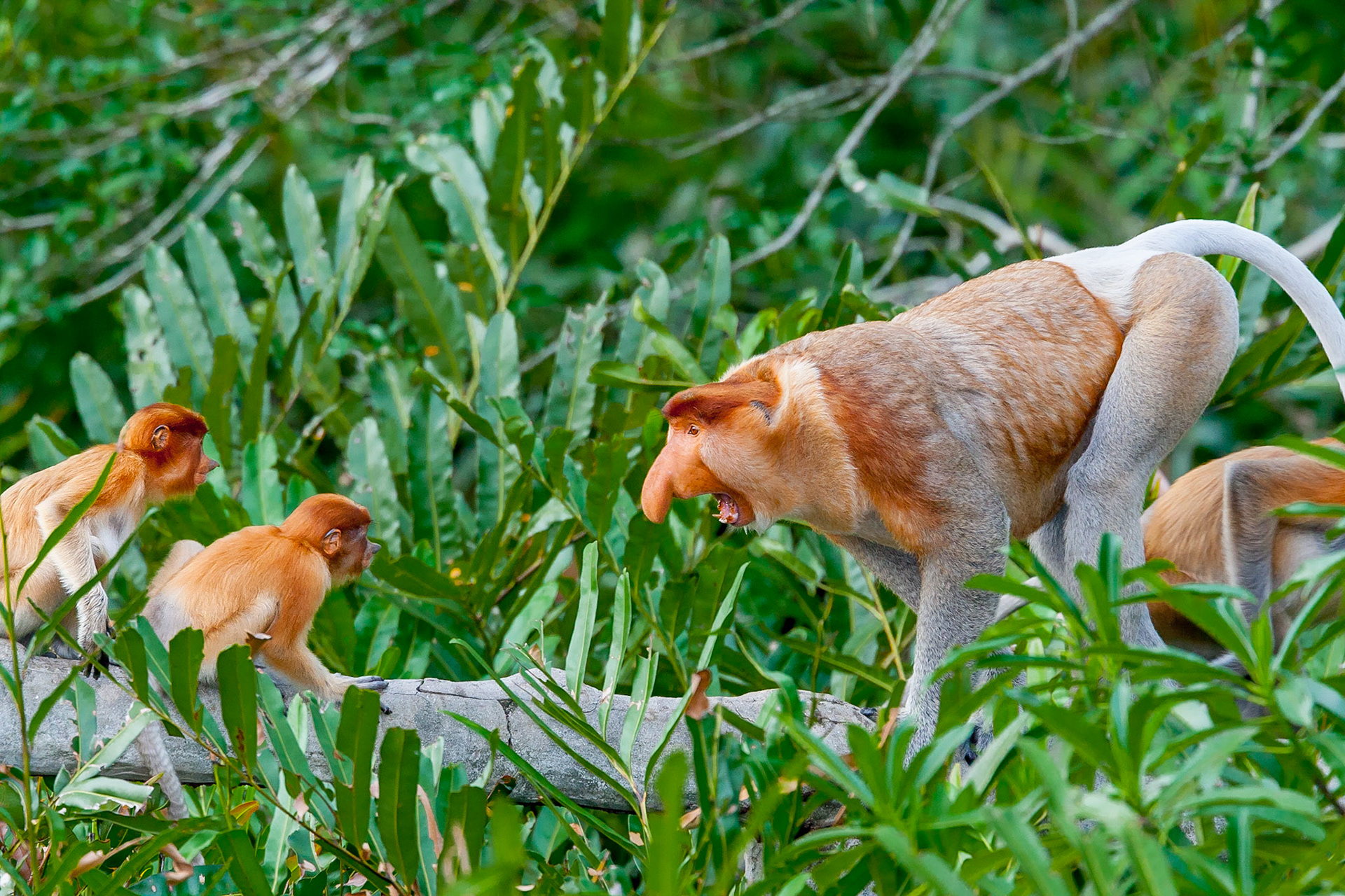 While visiting Borneo, we were able to watch a number of troops of endangered Proboscis Monkeys. While the dominant males with their harems normally reserve this type of dominance display for the bachelor males, in this case the two juveniles have done something to incur the wrath of the adult male and are being brought to heel.Image taken from an observation deck some 40 - 50 feet awaySpecies: Proboscis MonkeyPhoto conditions: The image was taken from a covered observation deck some 40 to 50 feet away from the photographed interaction. The Labuk Bay Proboscis Monkey Sanctuary is located on private land which would have been turned into palm oil plantation if not for this eco-experiment of dedicating some land to the endangered species. The project owners put out both food and water to attract the monkeys but do no interact with them and the monkeys appear or do not appear at their pleasure. The reserve is not fenced. Additional information available on request.Additional Equipmentflash: Canon 580EXtripod: Gitzo 1228ballhead: Really Right Stuff BH-55other: Better Beamer Flash Extender