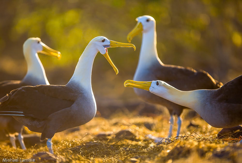 All Albatros go through a complex mating dance when reuniting with their partners. In this image, two Waved Albatros look on as another pair reunite in the Galapagos