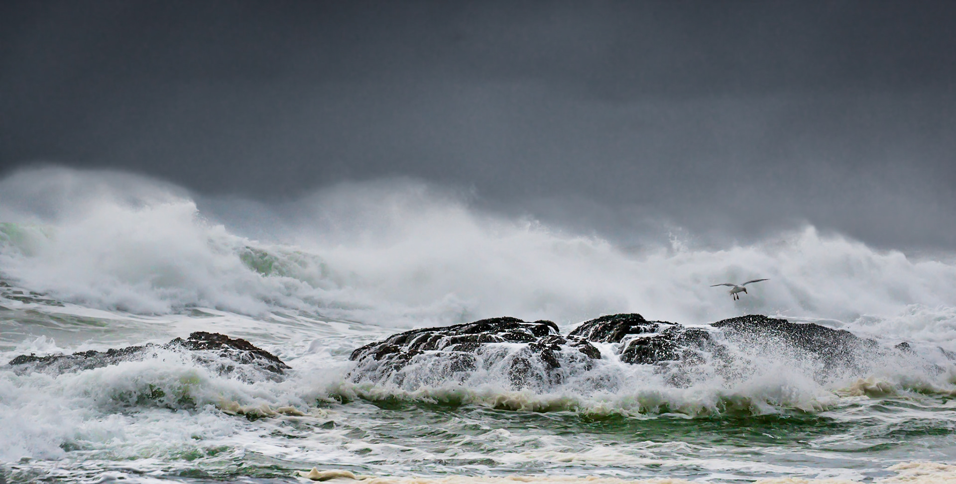 This image was taken when a series of late winter storms hit Vancouver Island’s pacific coast. While the majority of seagulls chose to remain safely on land, this one decided to challenge the storm, looking for rocks to land on, if only for a few seconds before being forced back into the air by the next crashing wave.