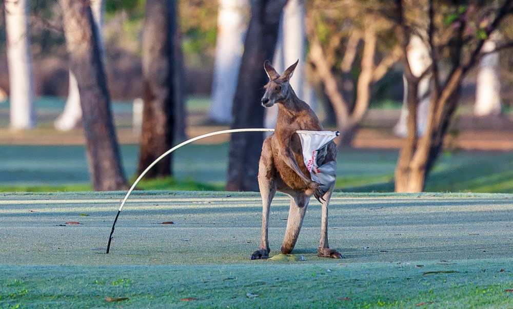 Golf Hazard