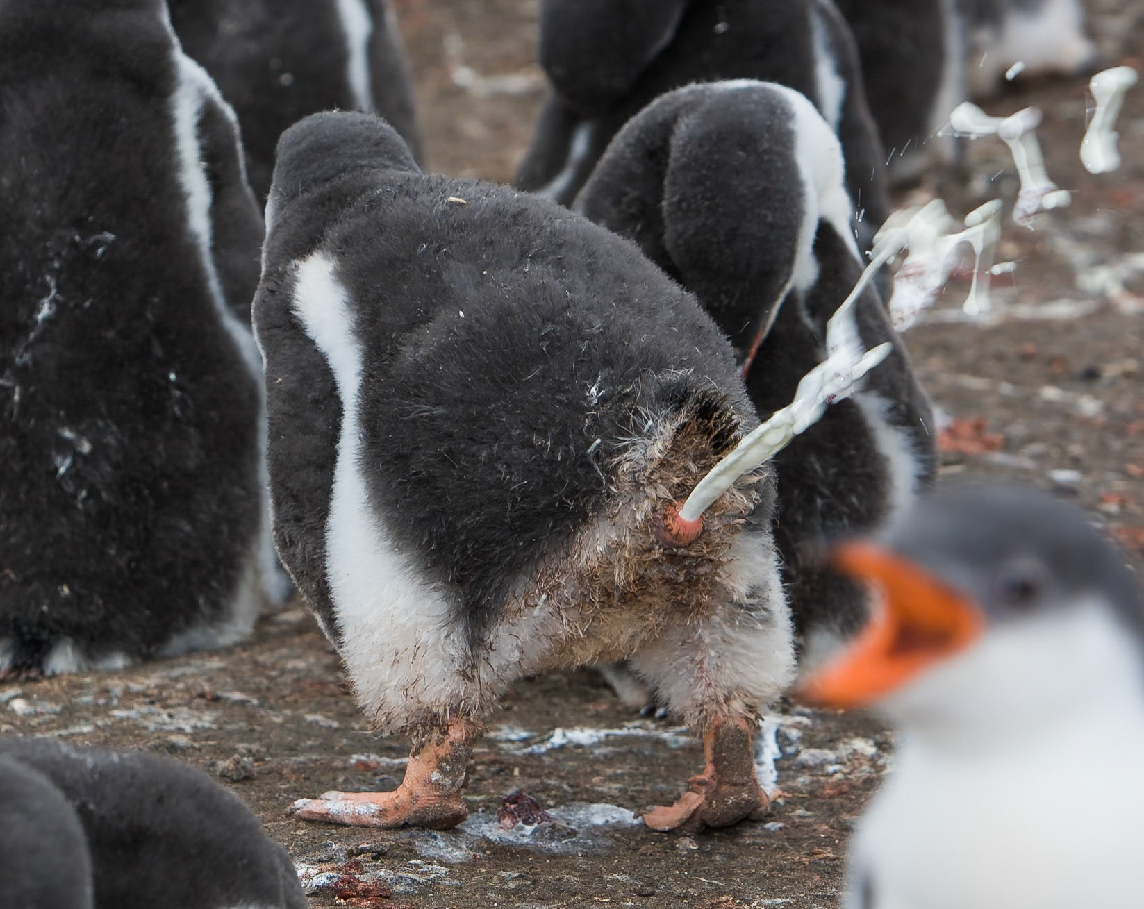 I was not prepared for penuin colonies. I'd seen all the pictures of these beautiful birds flocked together. Anyone who has been to a penuin colony knows the truth. Its messy, very, very messy with droppings from chicks and parents everywhere. This was a very lucky shot. Usually it was impossible to determine when a penguin was about to relieve themselves. In this case, something in the body posture indicated that this chick was ready. I had only just pointed the camera at the bird with no time to set up so I was extremely lucky with the result. The Gentoo in the lower right completes the image as it runs for safety.Species: Gentoo PenguinsLocation: South Georgia Island, Antarctica