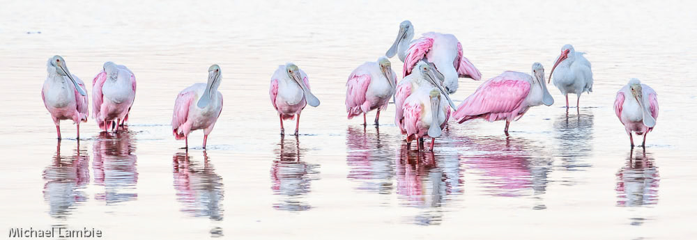 Odd Bird Out