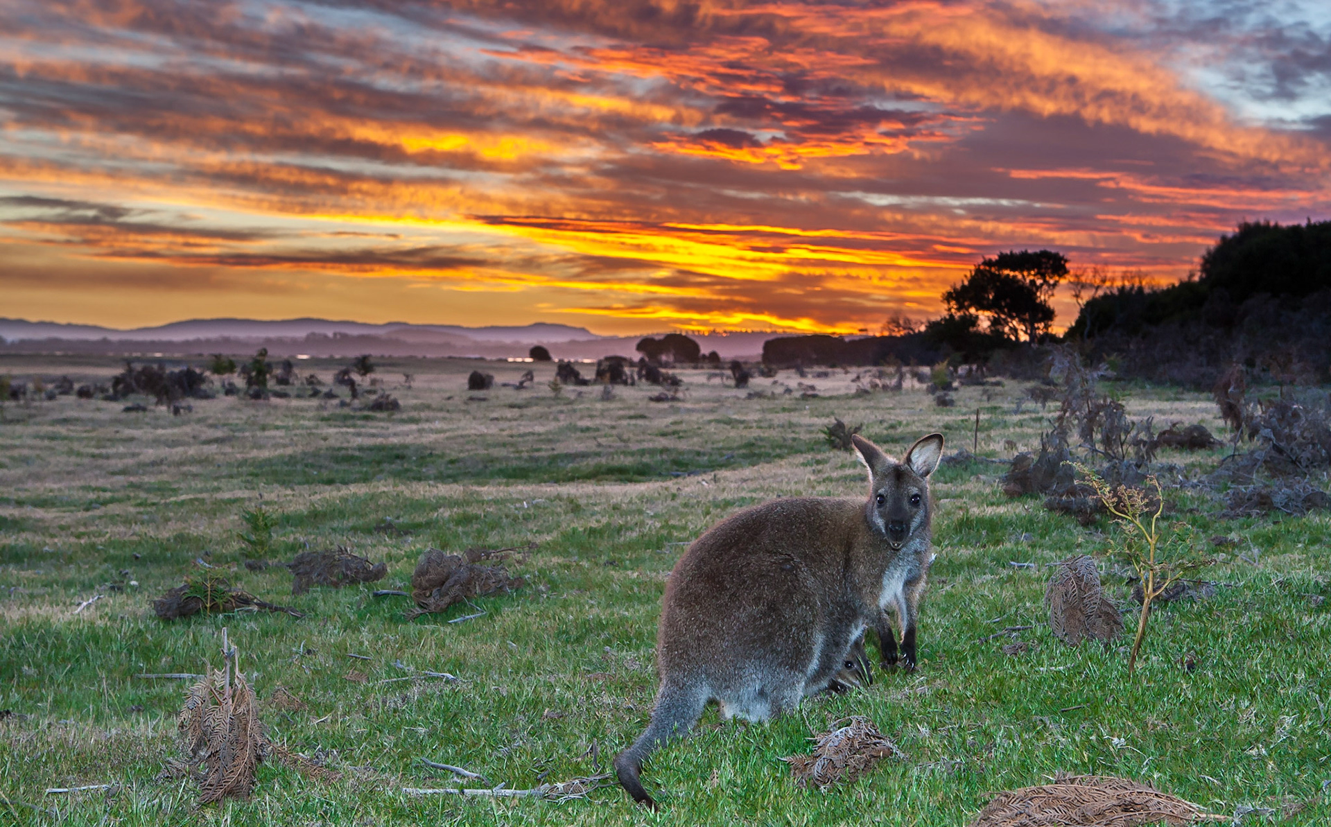 Wallaby at Sunset