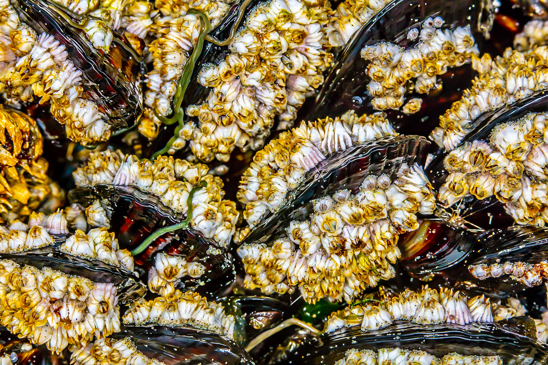 I took this image in 2018 and it has always stuck with me in a quiet way. It isn't loud but it captures life thriving in the tidal zone of the Pacific Ocean, Clayoquot Sound. This was three years before the heat dome hit British Columbia and while it is more common to talk about the few hundred human lives lost, it resulted in the deaths of billions of creatures that played no part in creating the world of climage change that we now exist in. The rock face where this image was taken is now largely bare, wiped clean by the daily tides that have stripped away the dead. Maybe there will be new life but with longer and hotter summers, it doesn't appear that this will be any time soon. The cycle of life is broken.