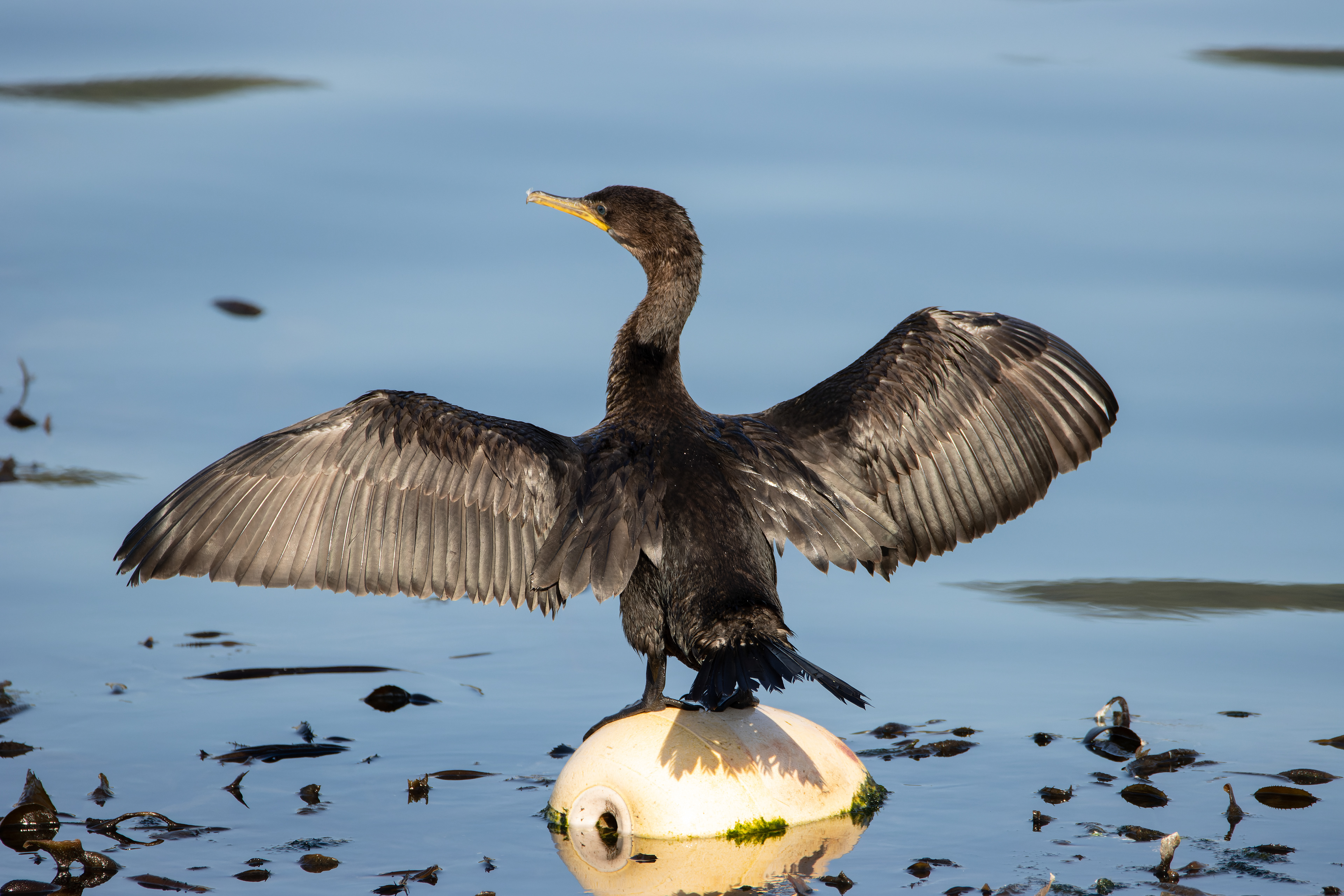 Cormoran