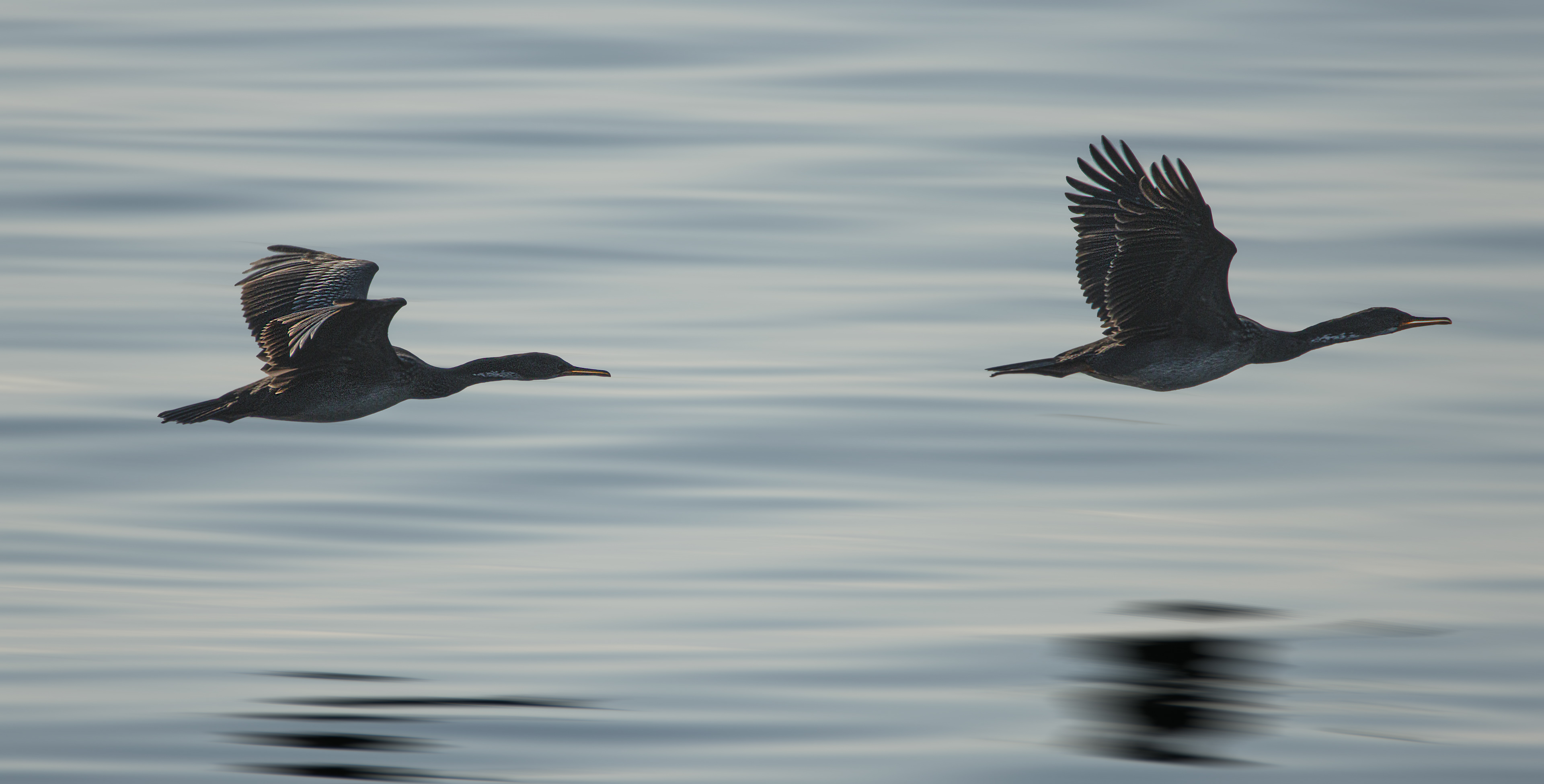 Cormoran