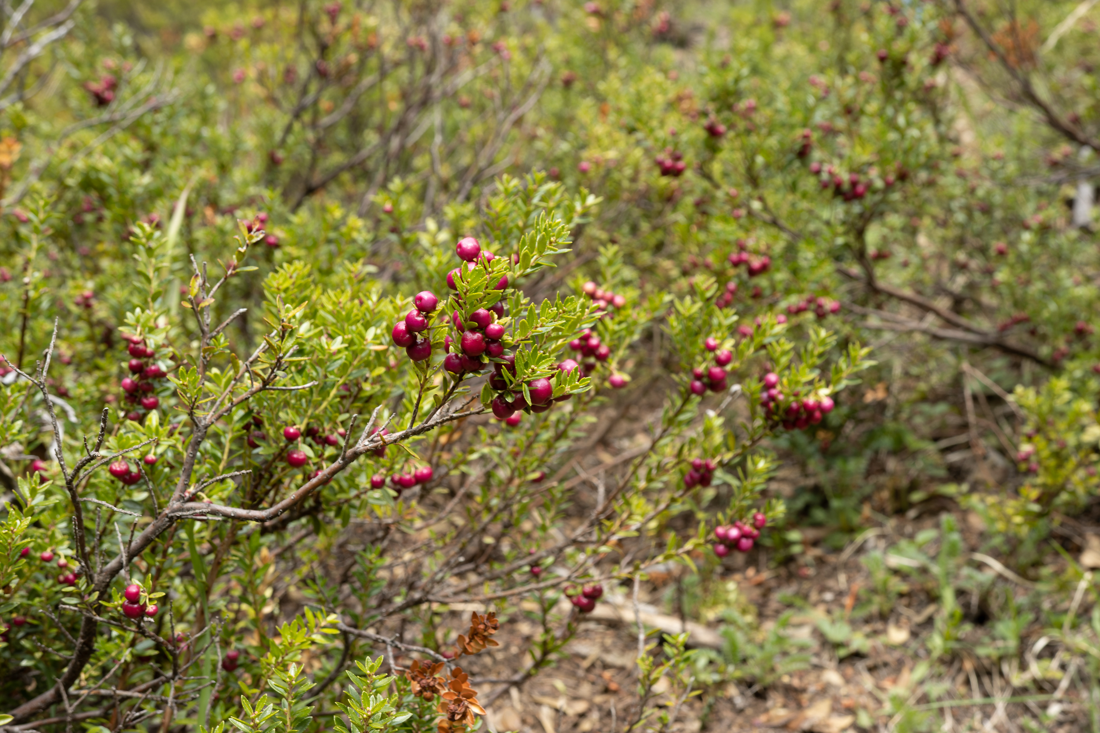 Chaura (Gaultheria mucronata)