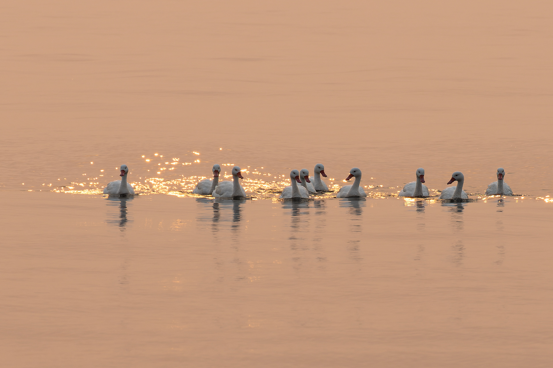 Cisnes Coscoroba