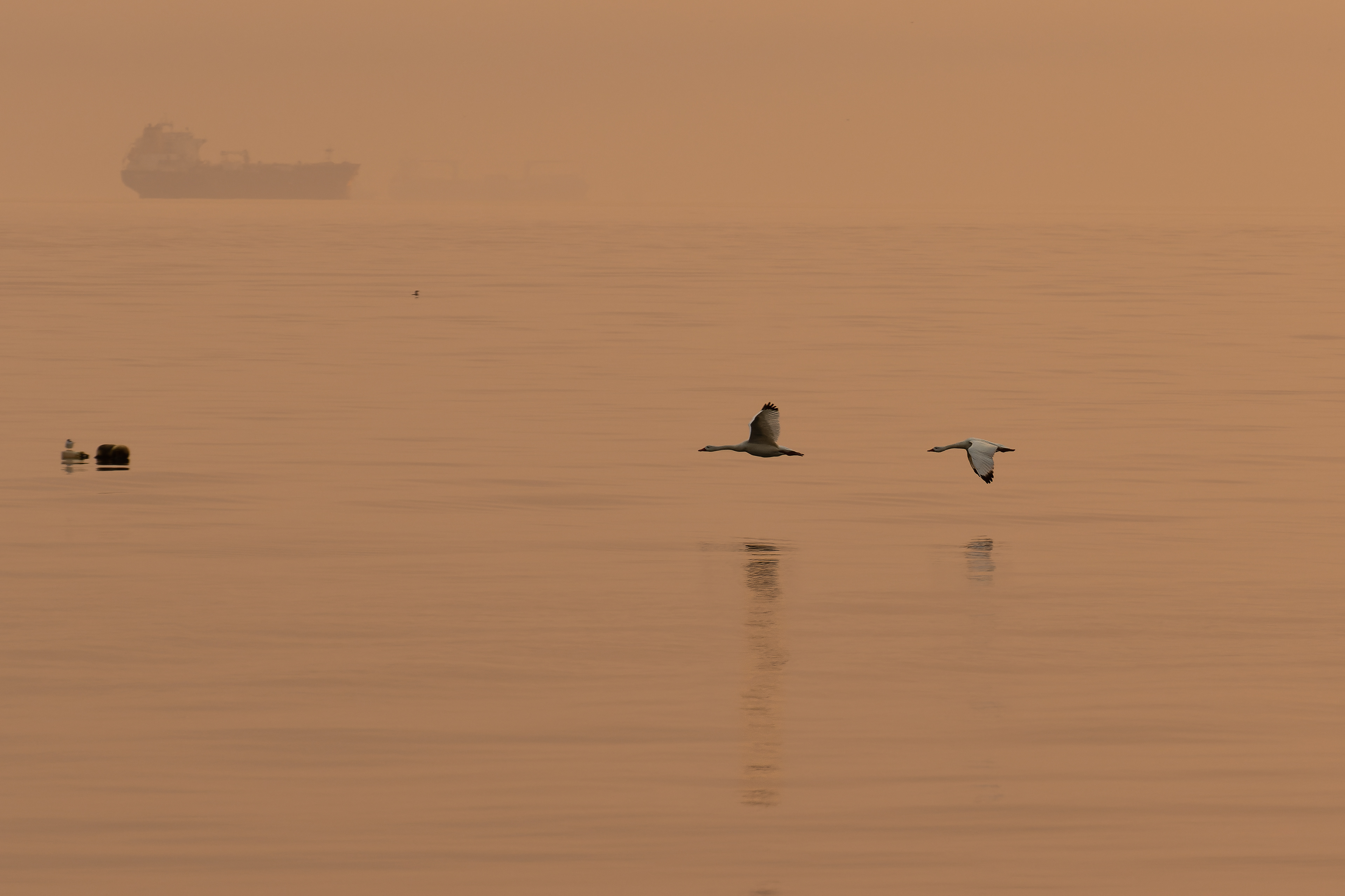 Cisnes Coscoroba
