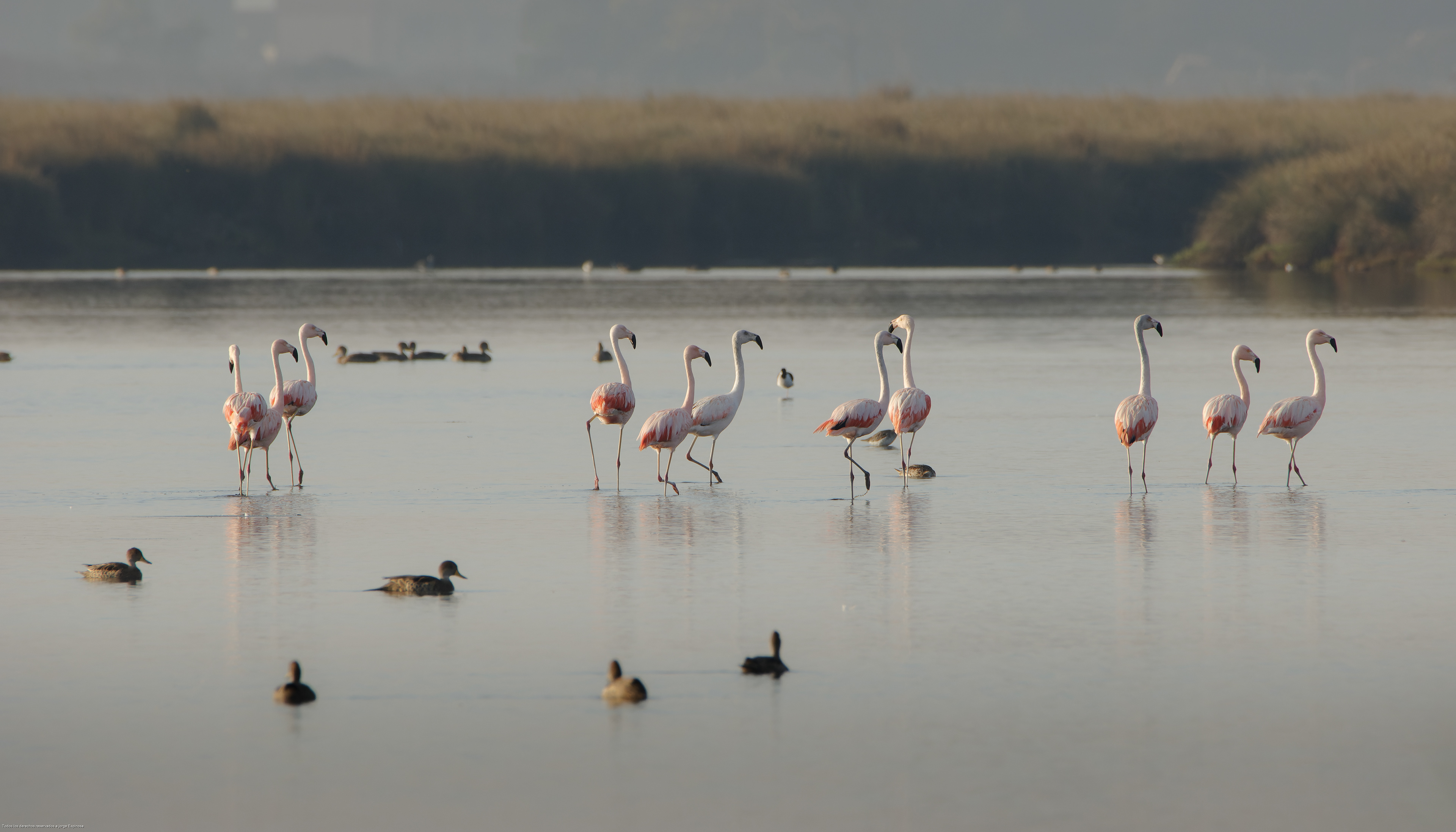 Flamencos