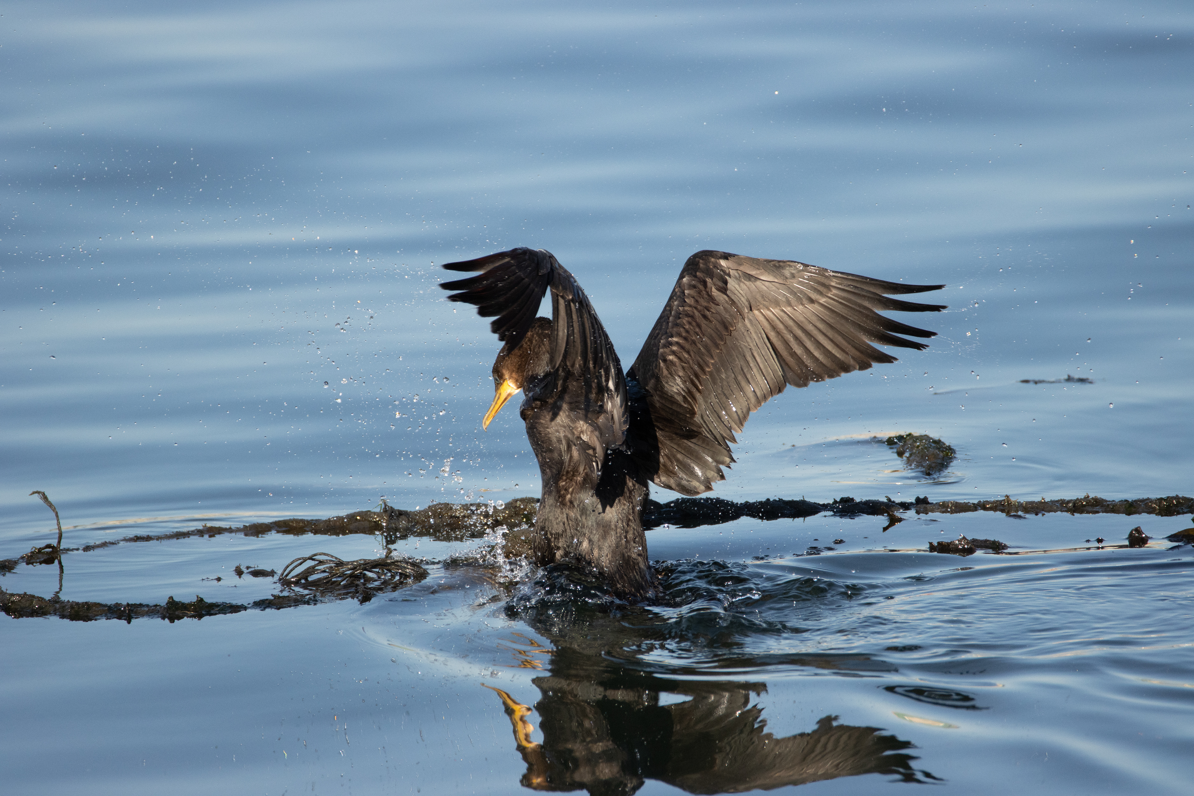 Cormoran